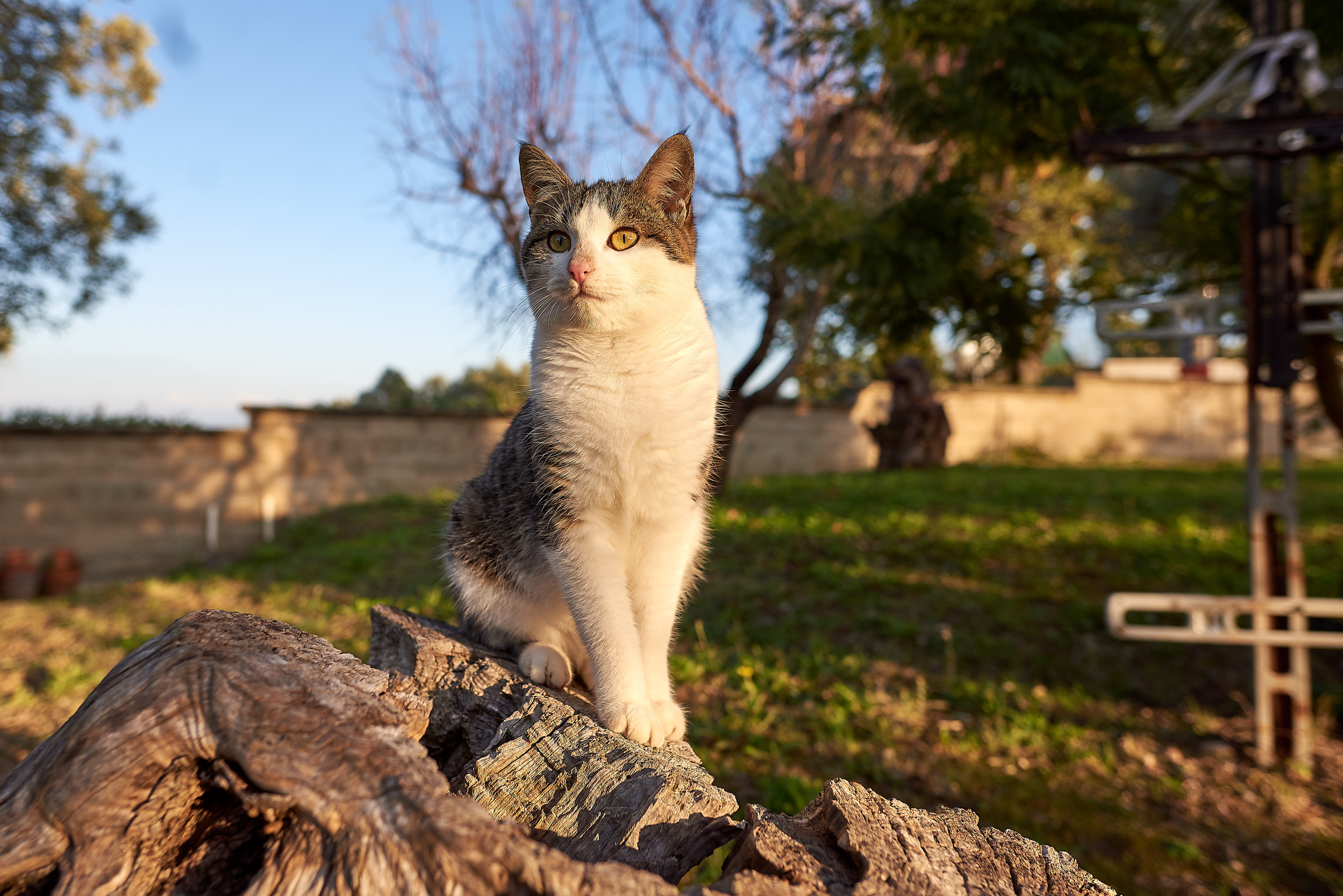 Il boss del giardino