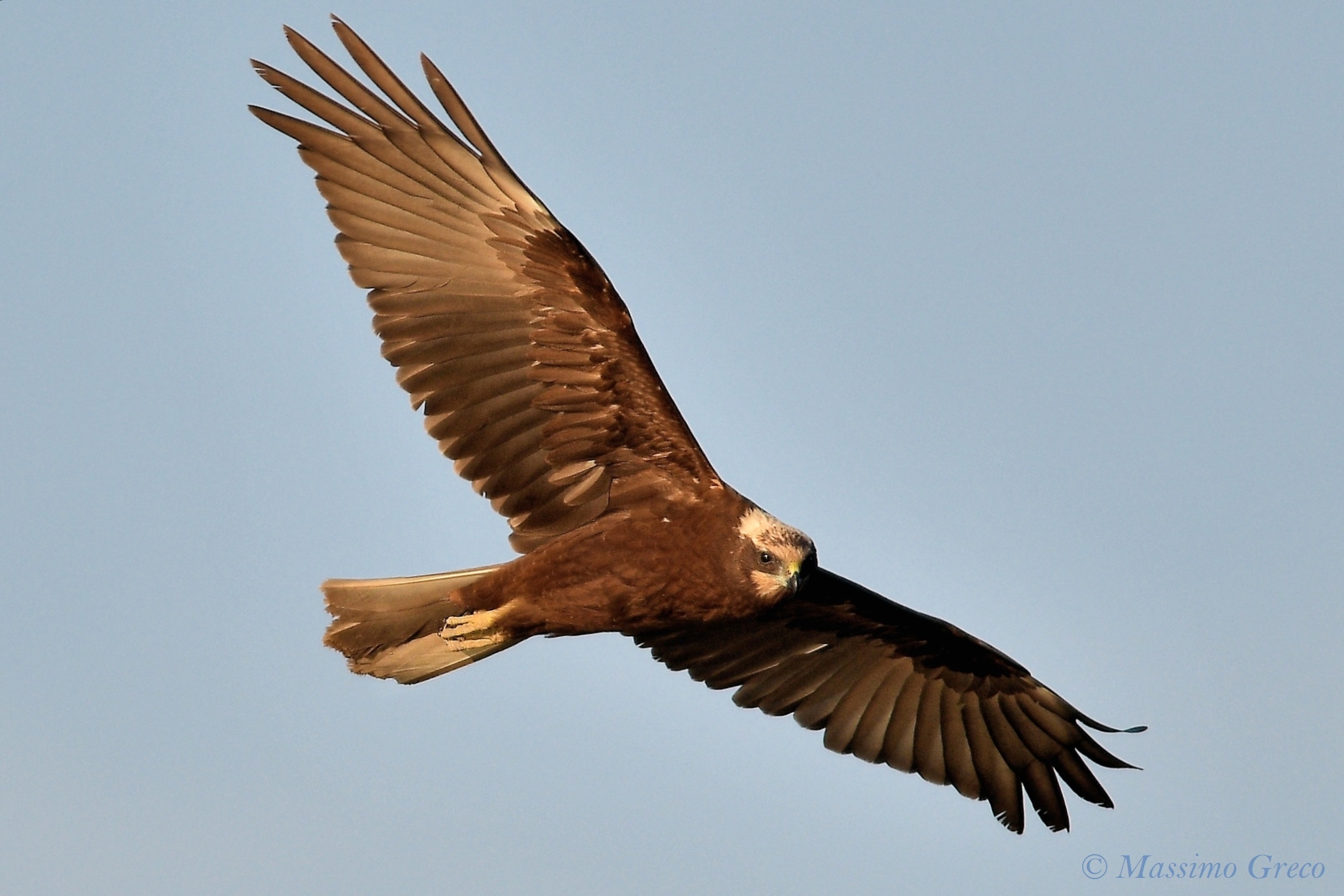 Swamp Hawk (Vircus aeruginosus)
