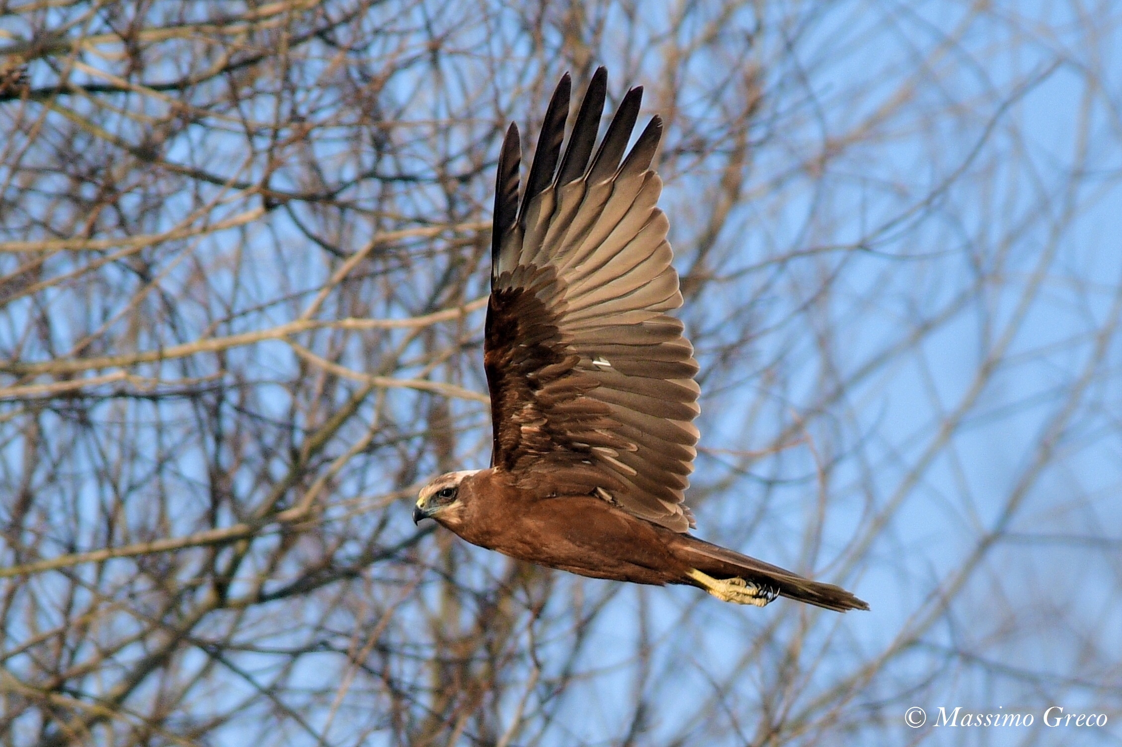 Swamp Hawk (Vircus aeruginosus)