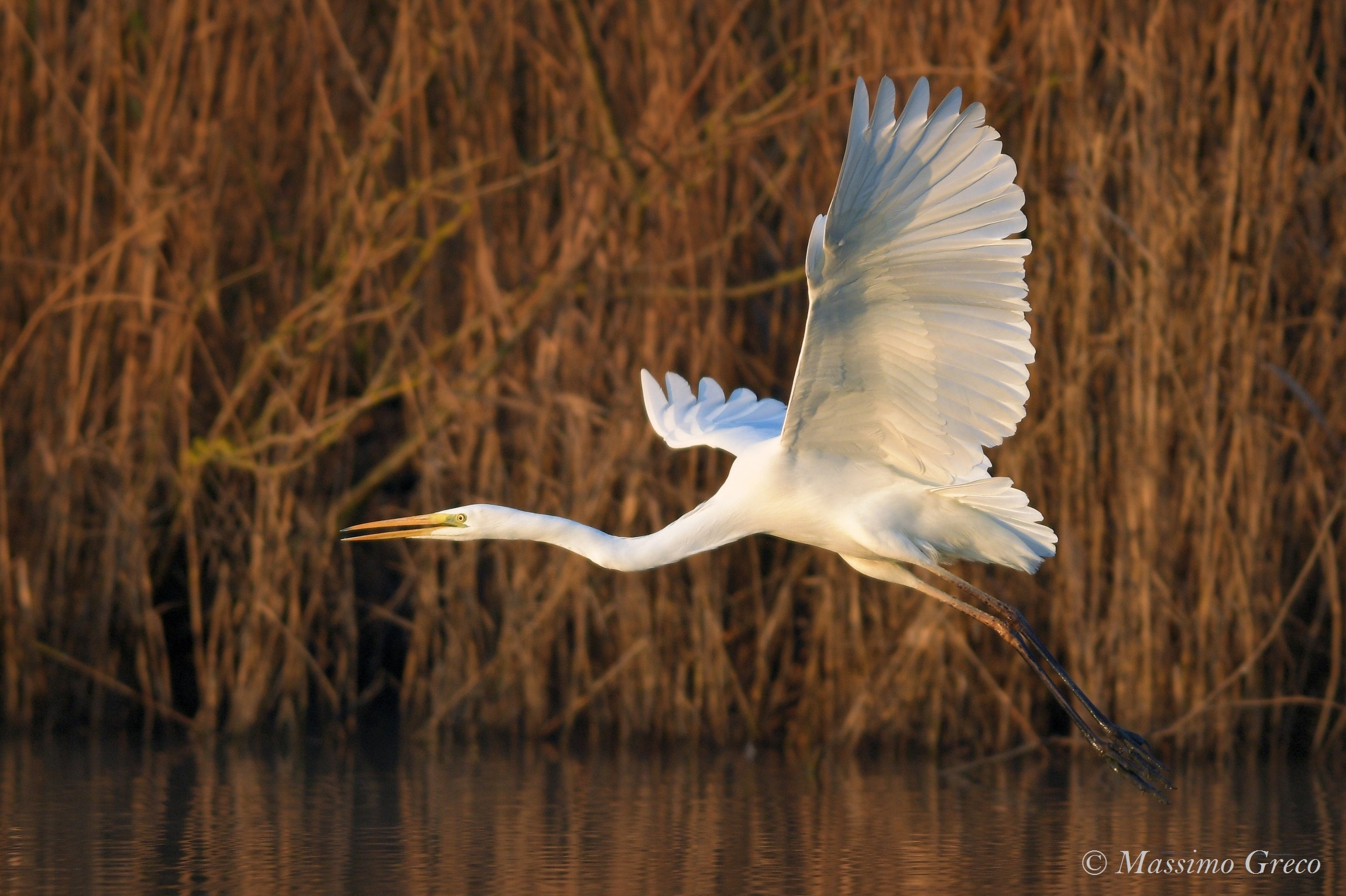 Major white heron at dawn