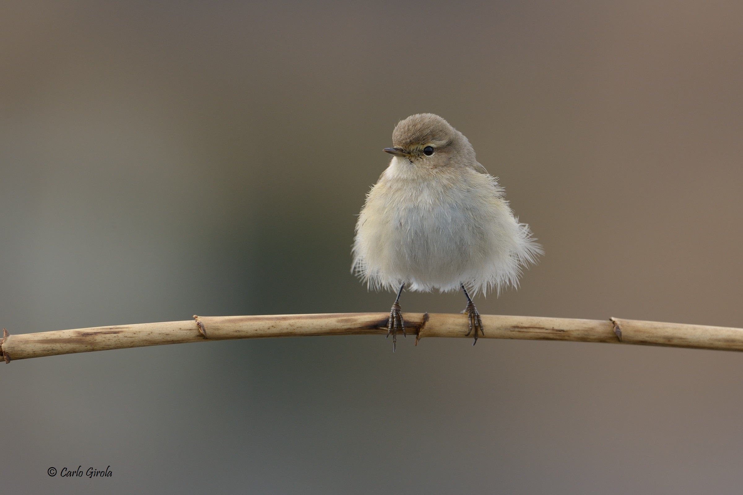 Luì Small (Phylloscopus collybita)