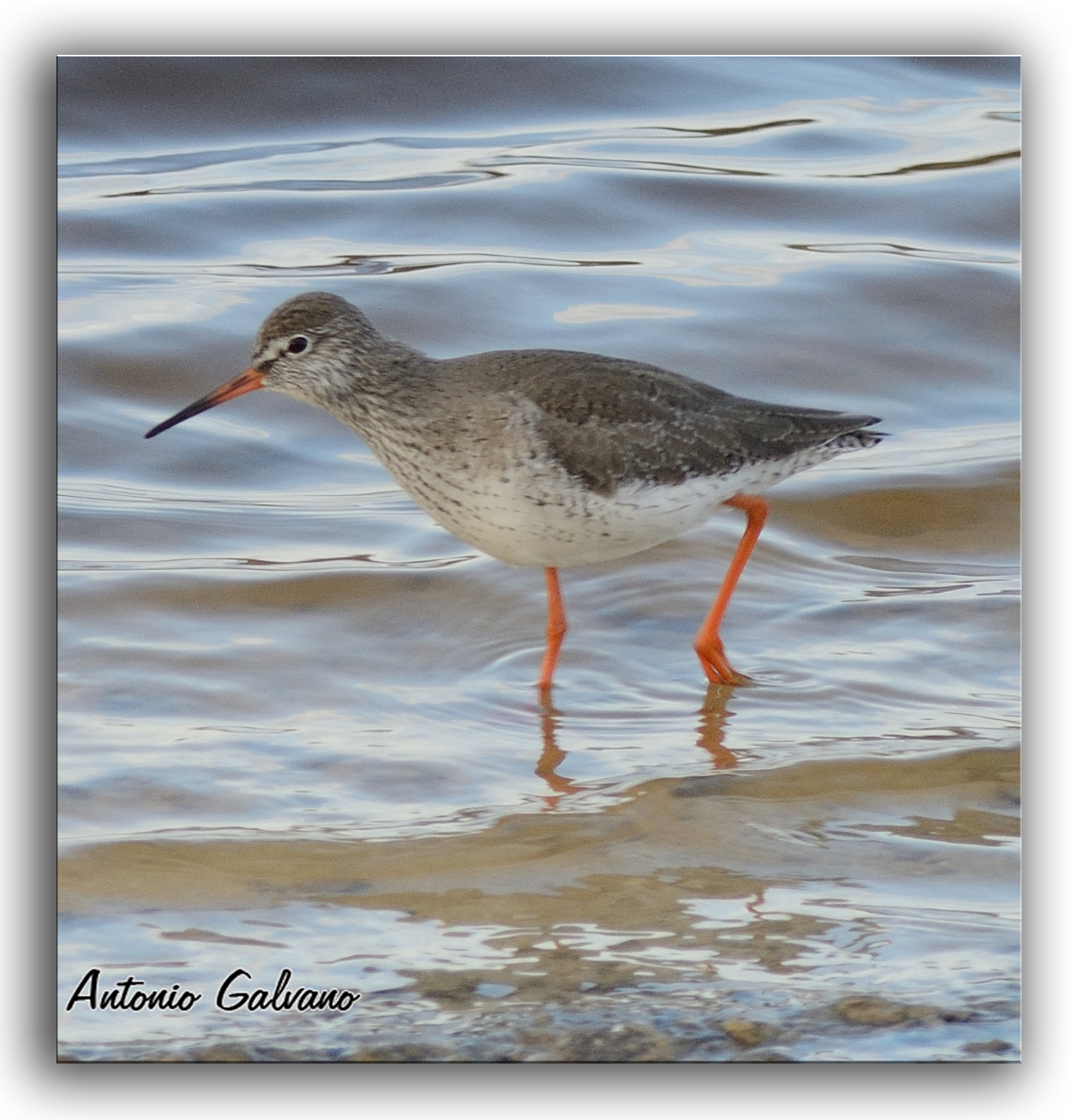 Redshank