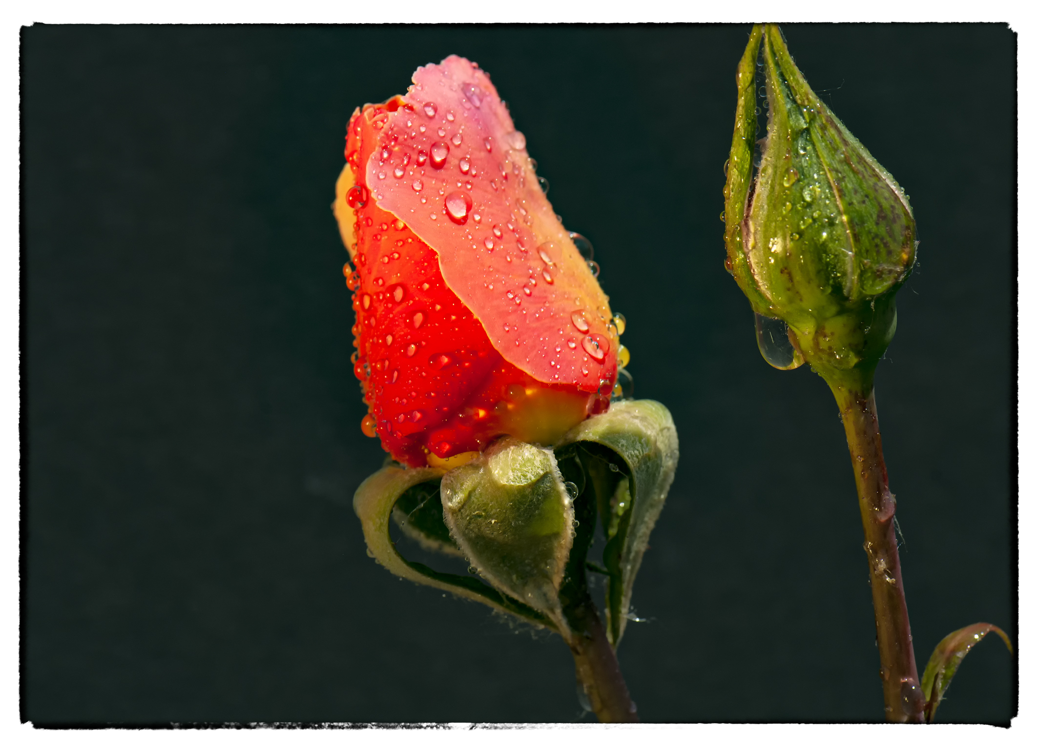 SE son rose fioriranno