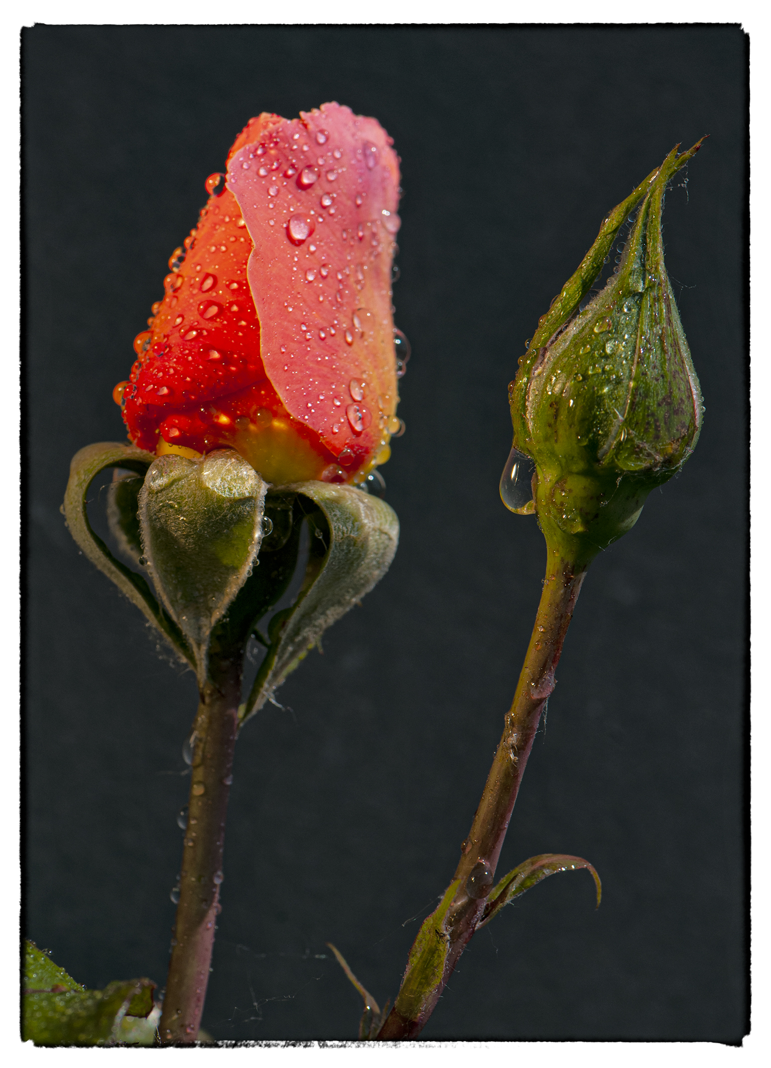 SE son rose fioriranno