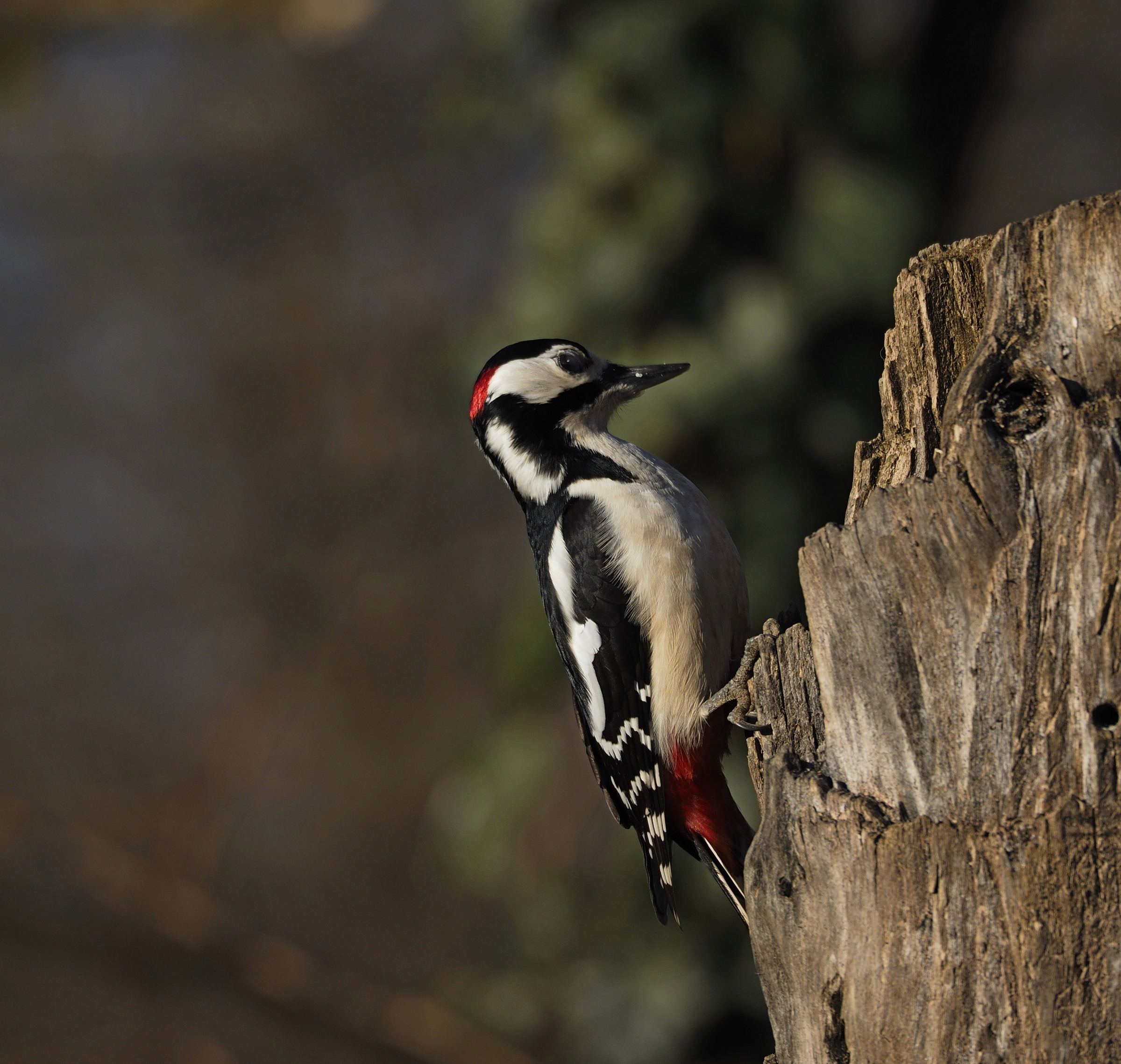 The eyelid of the woodpecker