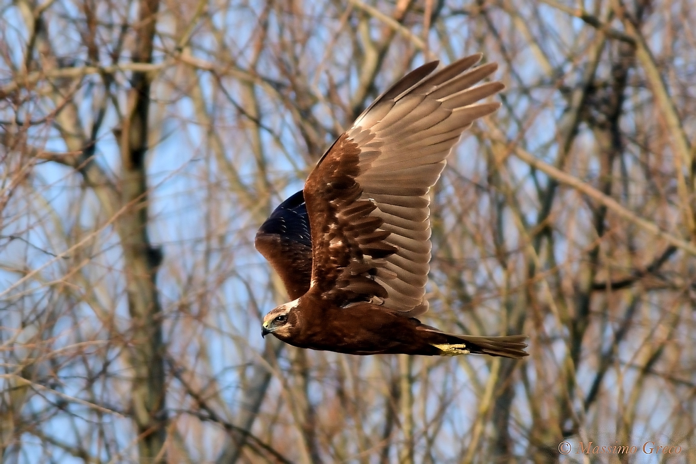 Swamp Hawk (Circus aeruginosus)