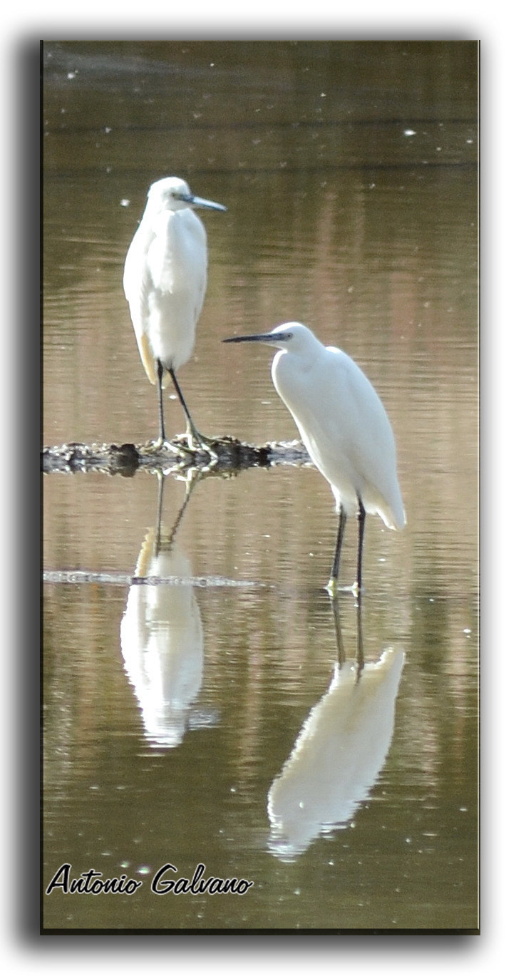 Egrets