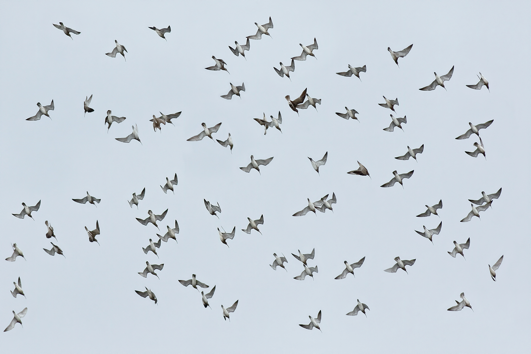 Chiurli piccoli in migrazione primaverile