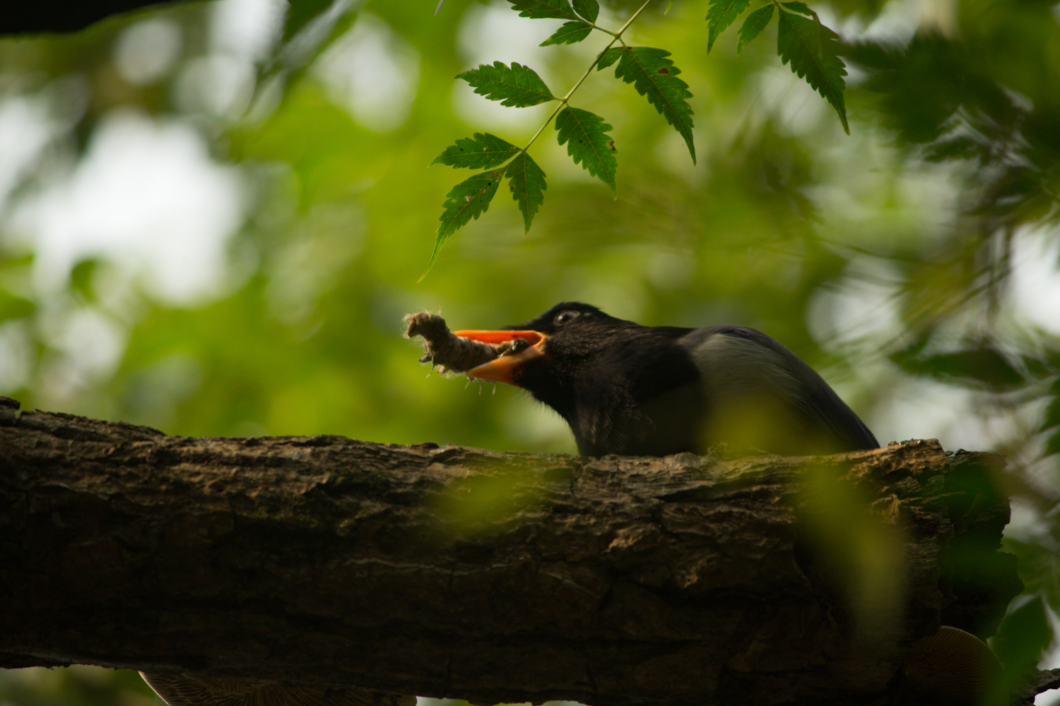 Gazza blu dal becco rosso