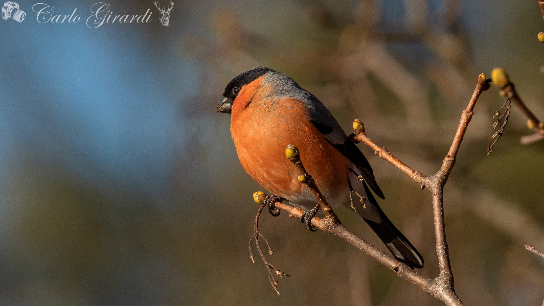 My best side Male Ciuffolotto