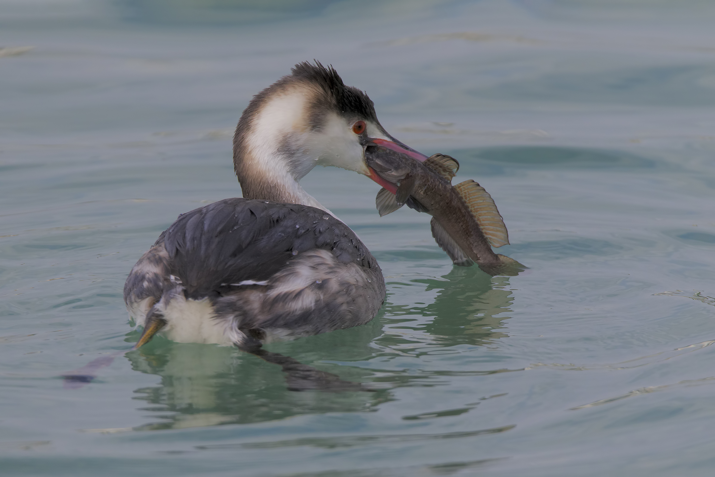 Svasso maggiore con Ghiozzo paganello