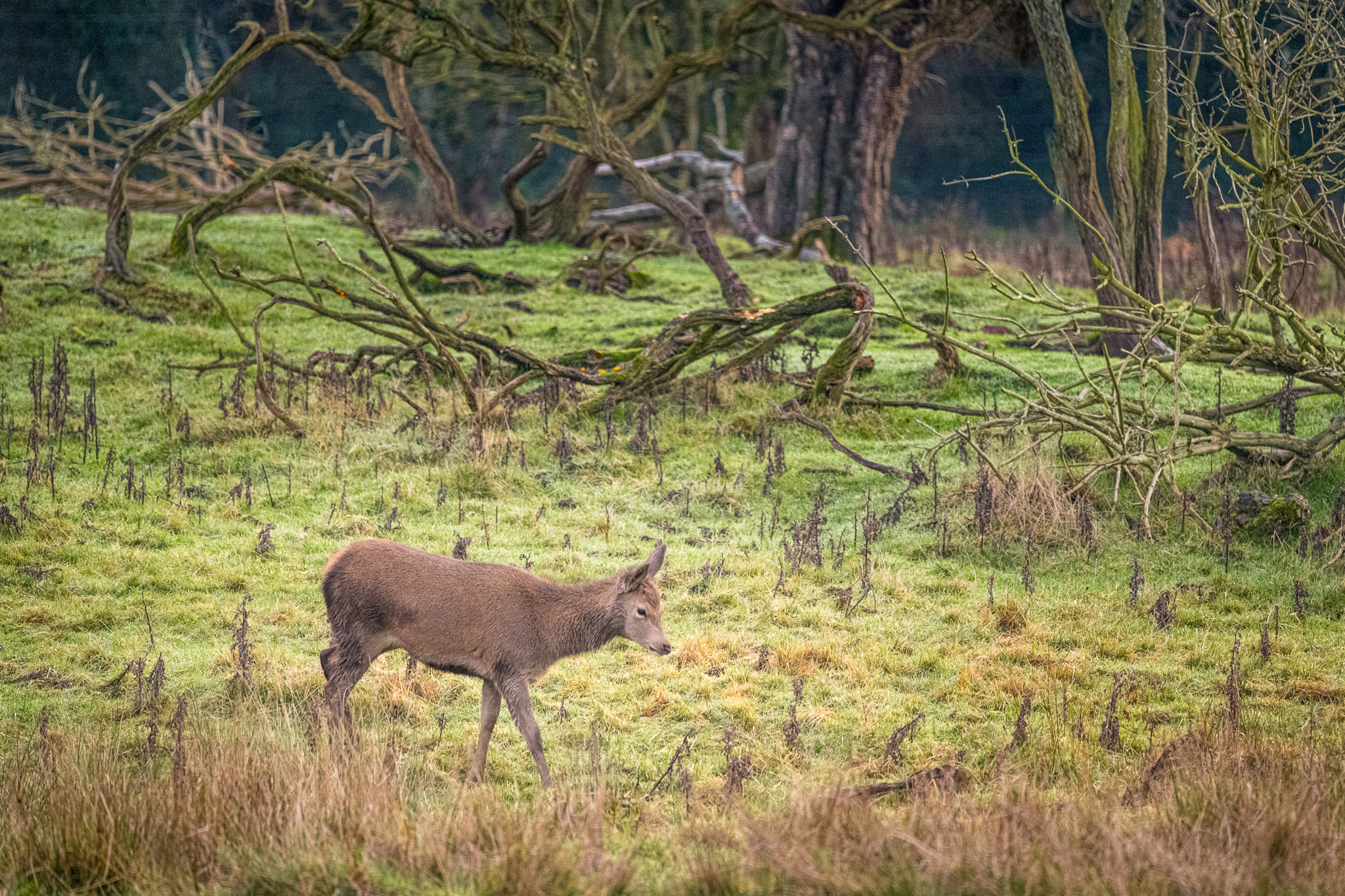 Irish red deer