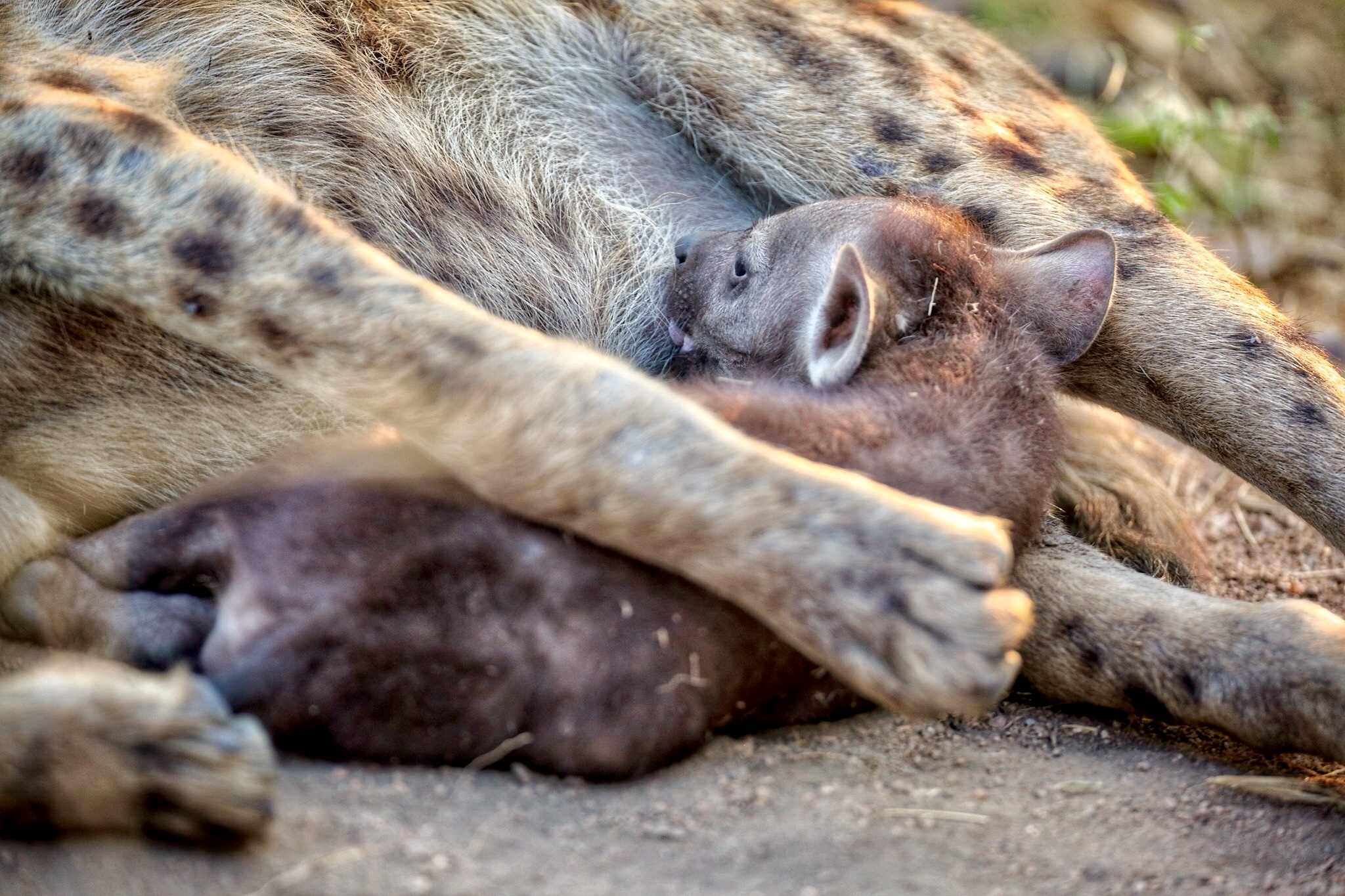 Baby hyena