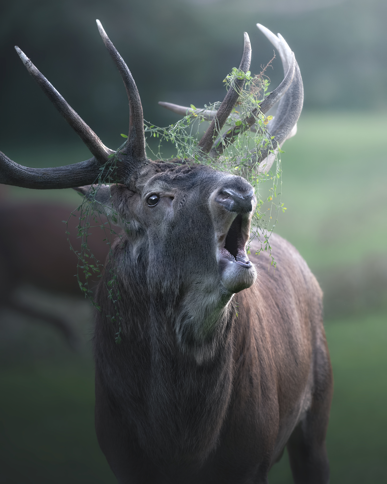Roaring season