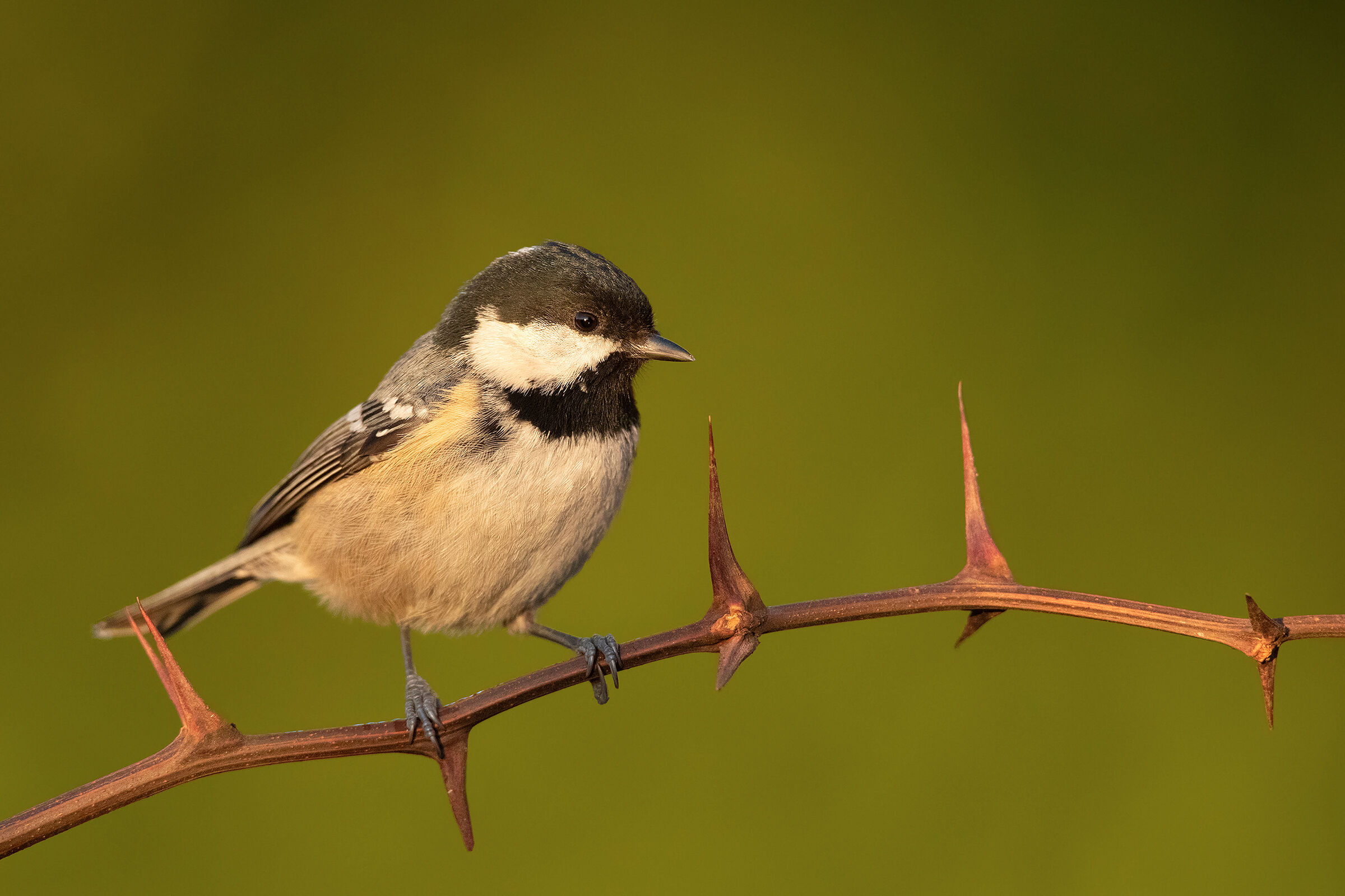 almost at the first light 2