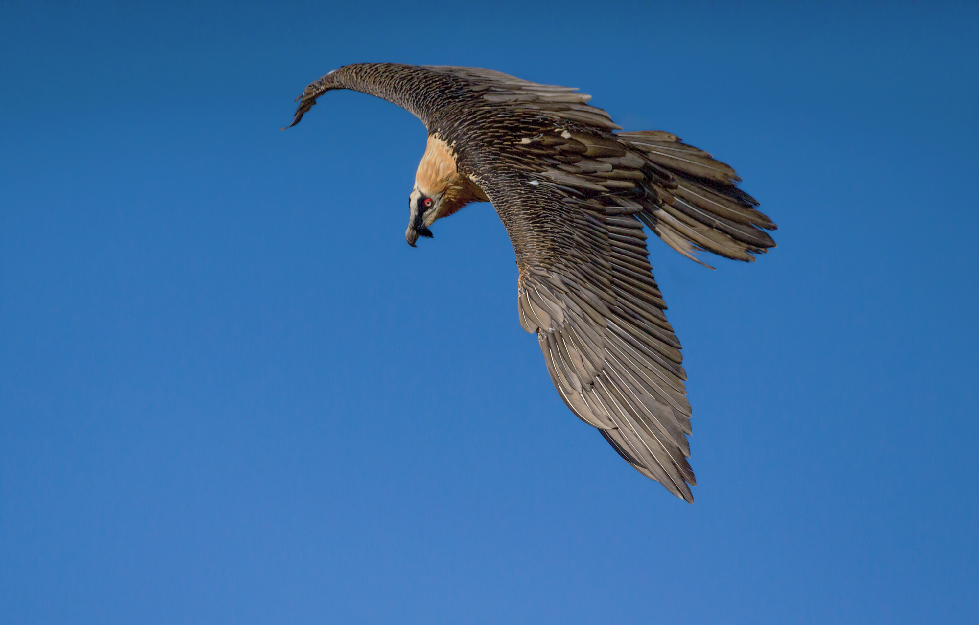 gipeto volo ad ali arcuate