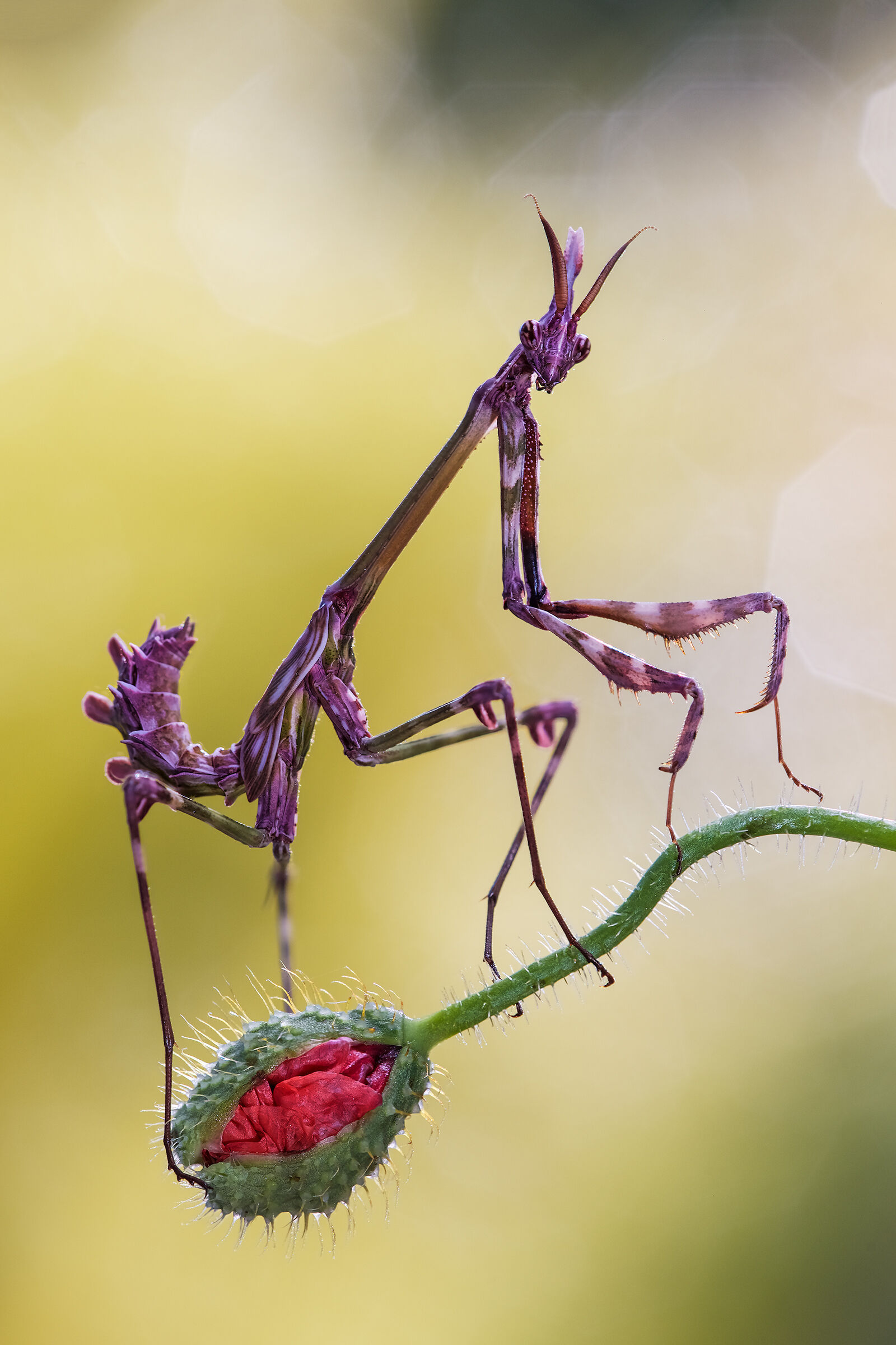 Empusa pennata, giovane maschio.