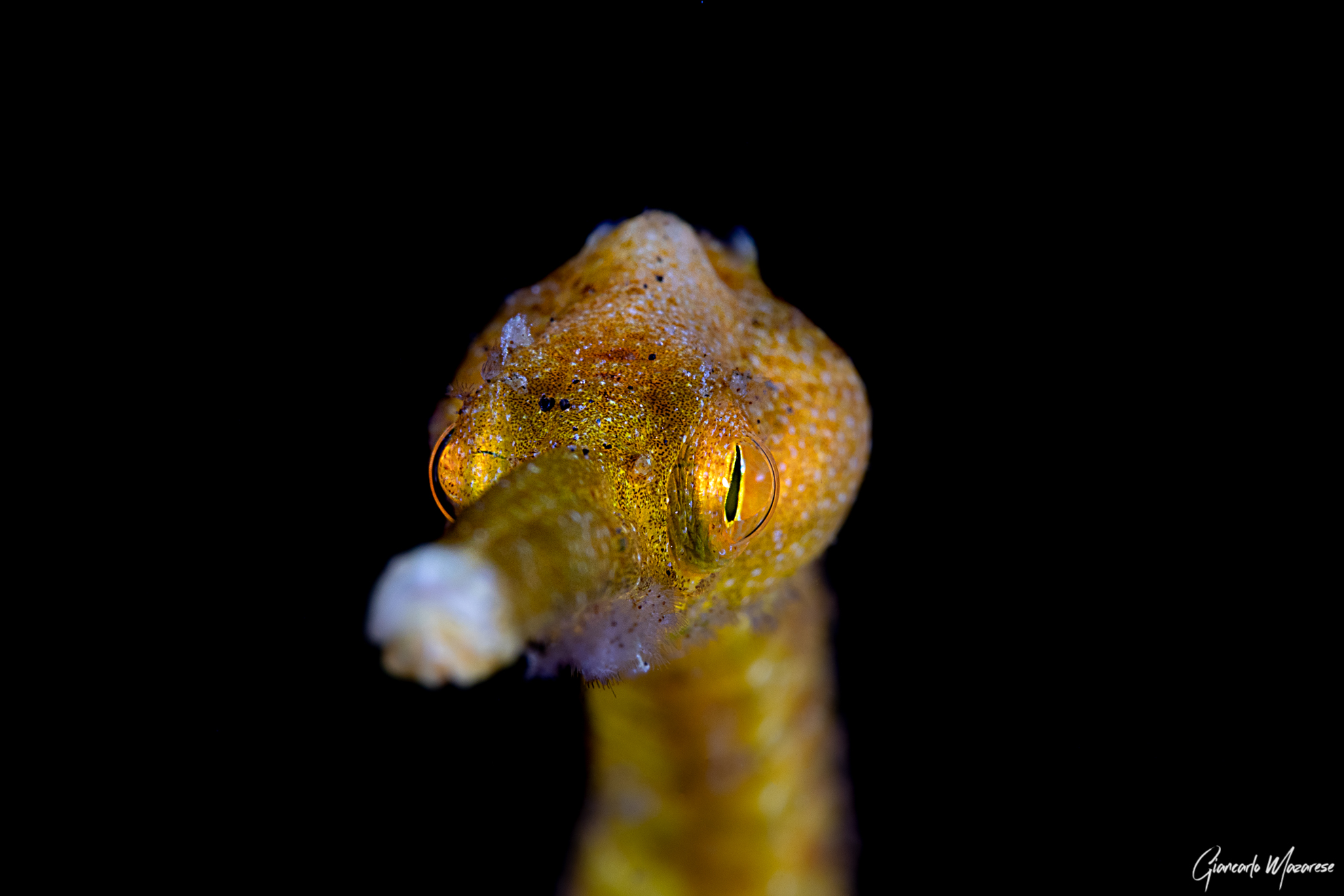 Trachyrhamphus bicoarctatus