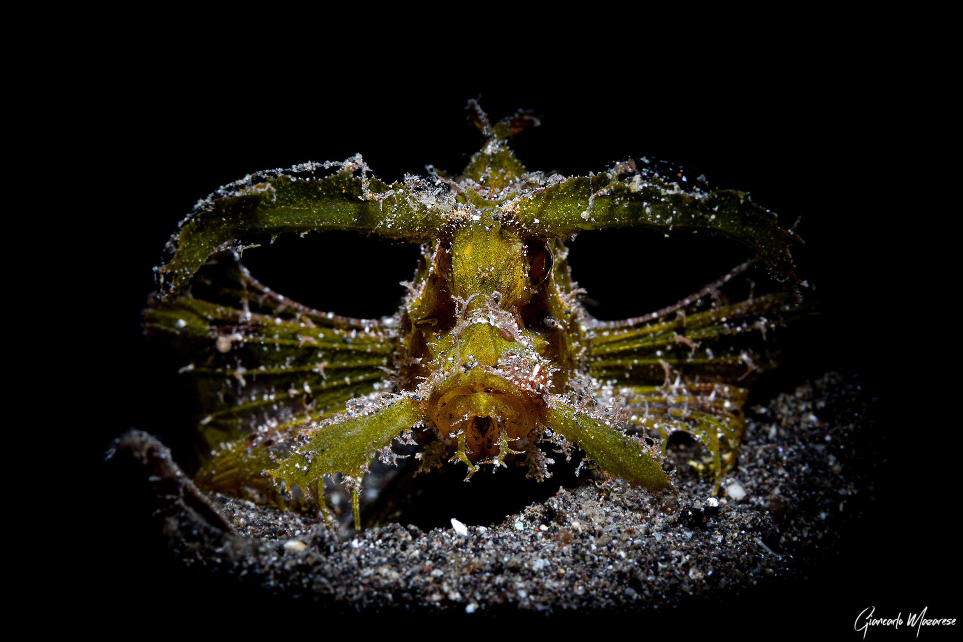 Pteroidichthys amboinensis