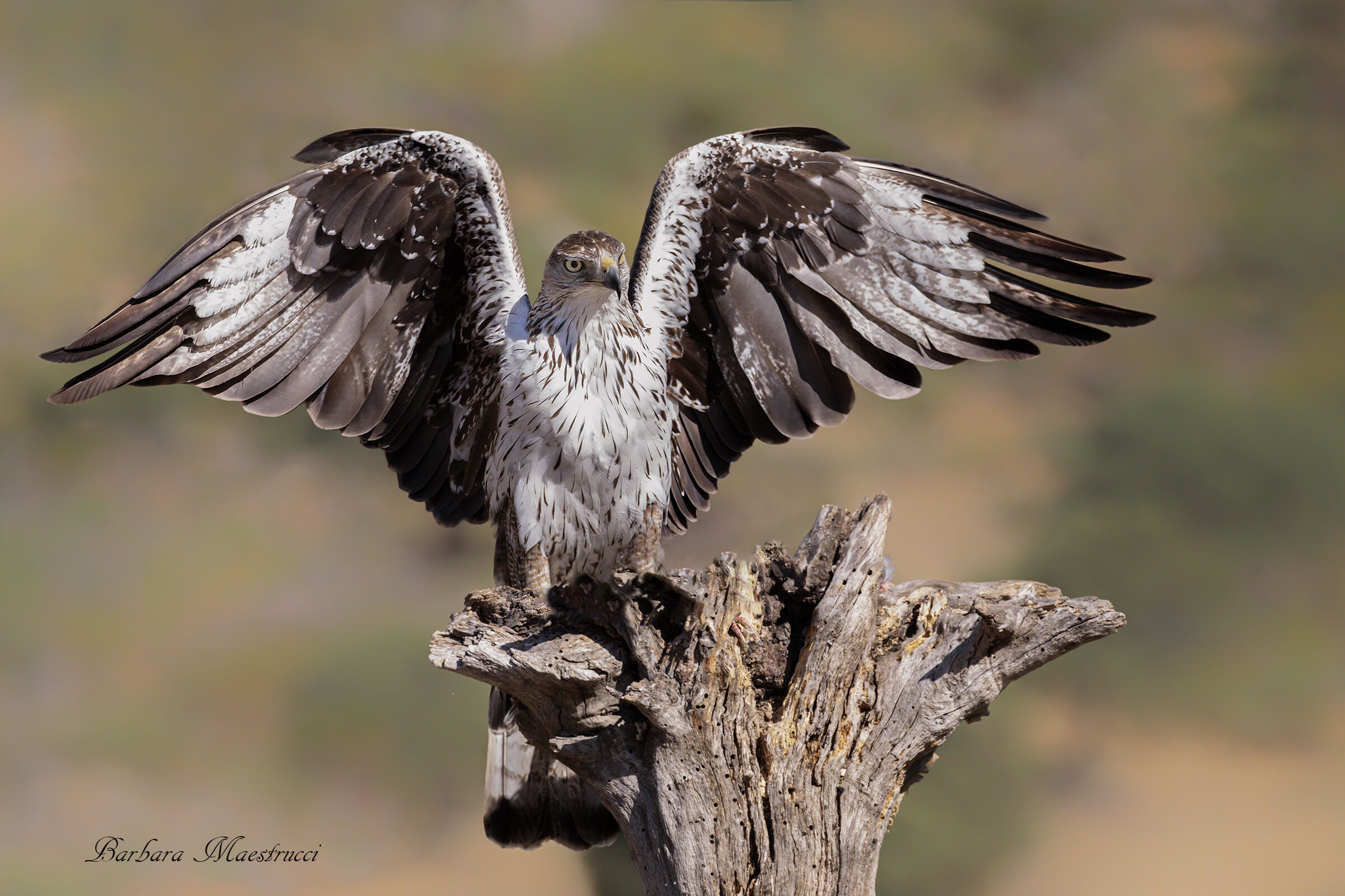 Bonelli's Eagle