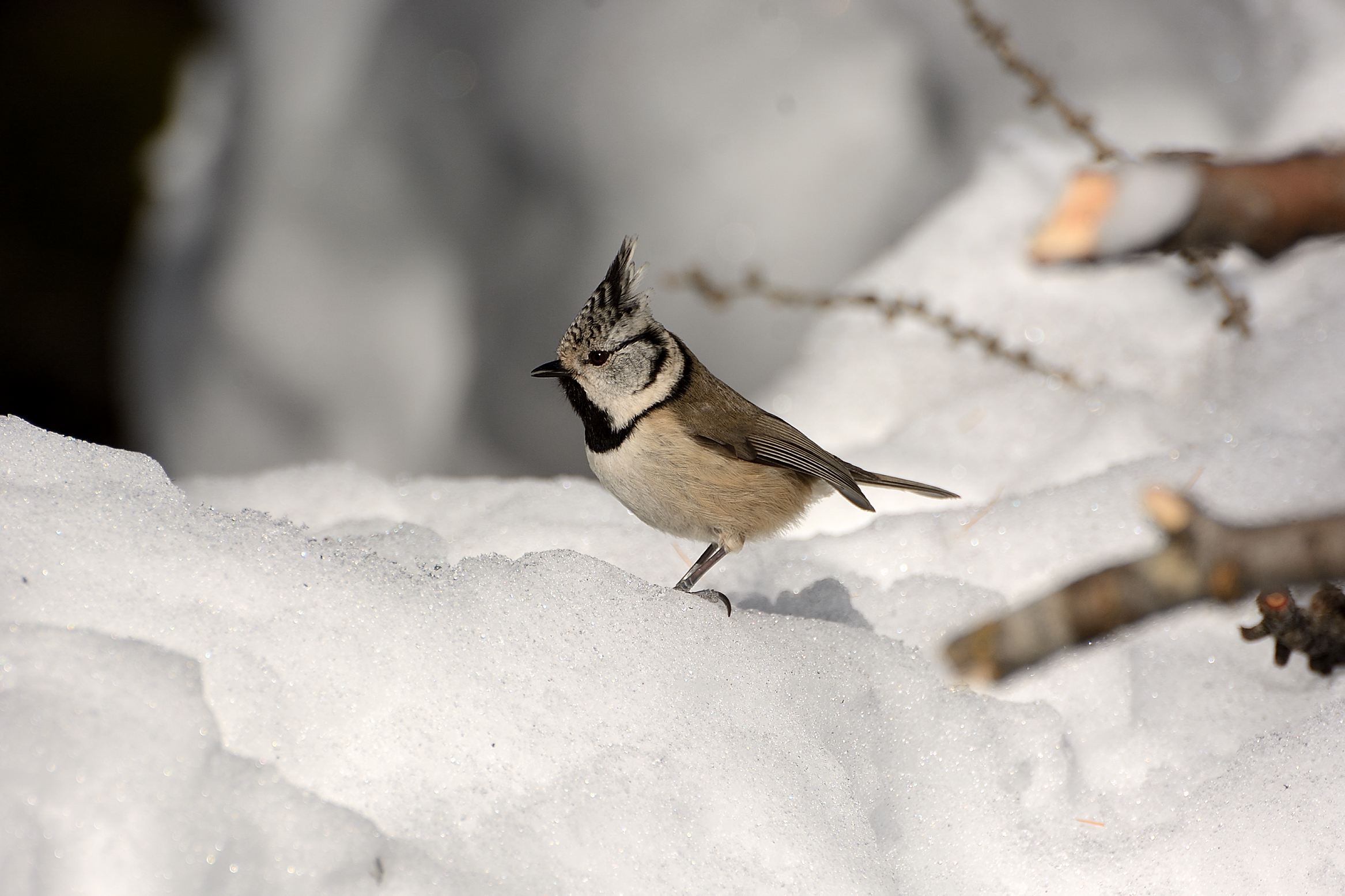 Cincia  dal  ciuffo..