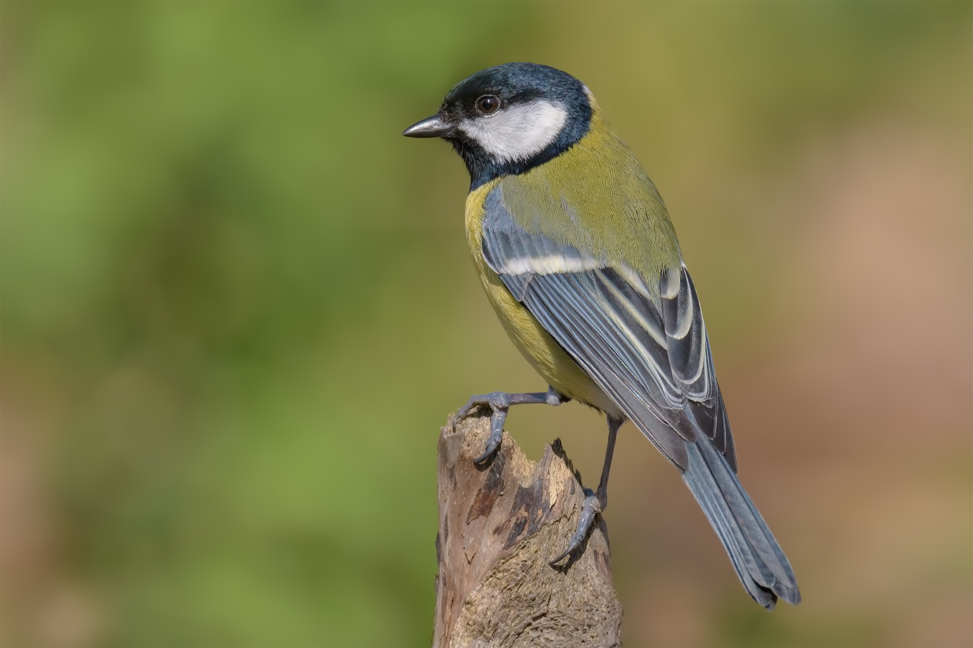 Cinciallegra- Alpi Apuane.