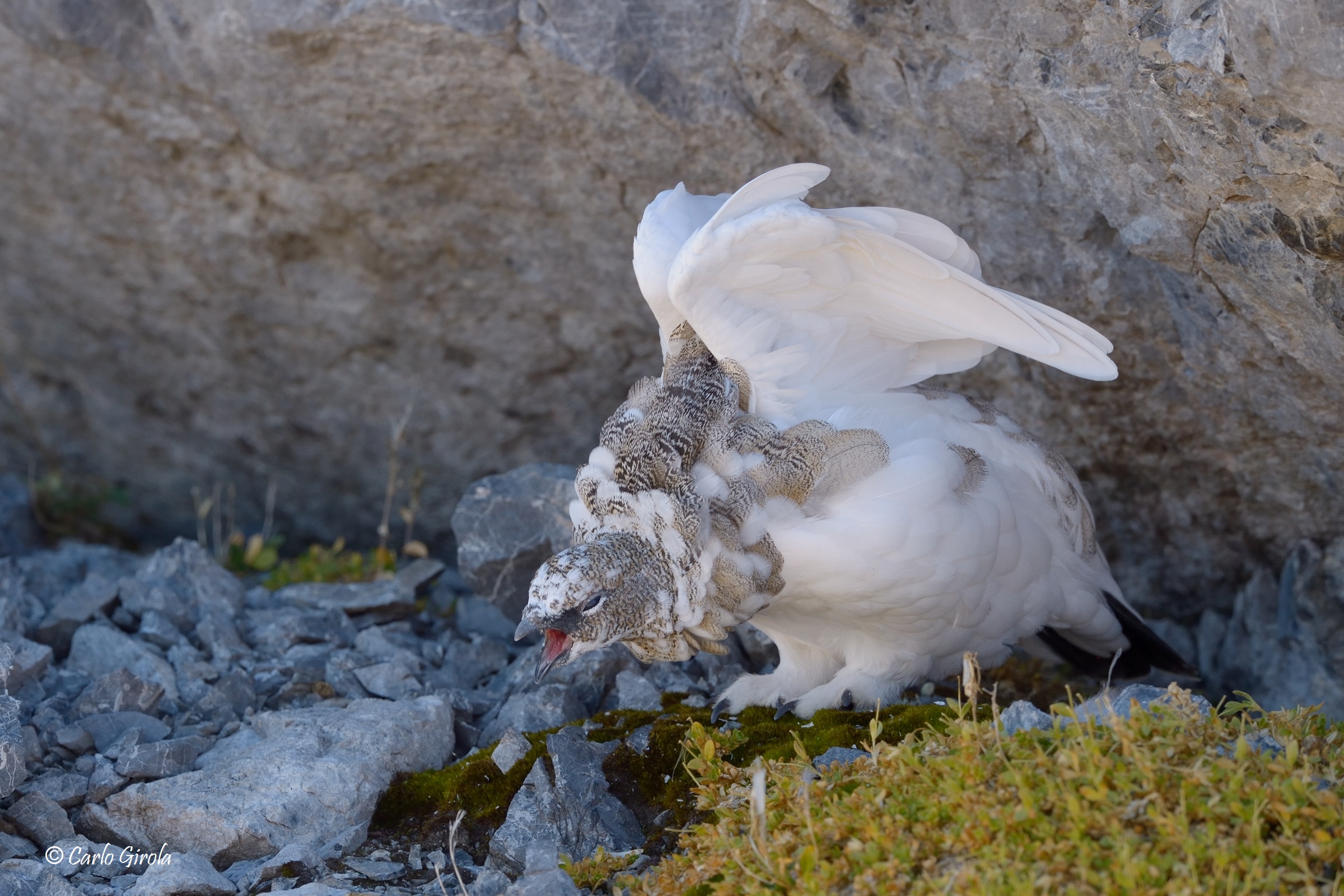 White partridge (Lagopus mute)