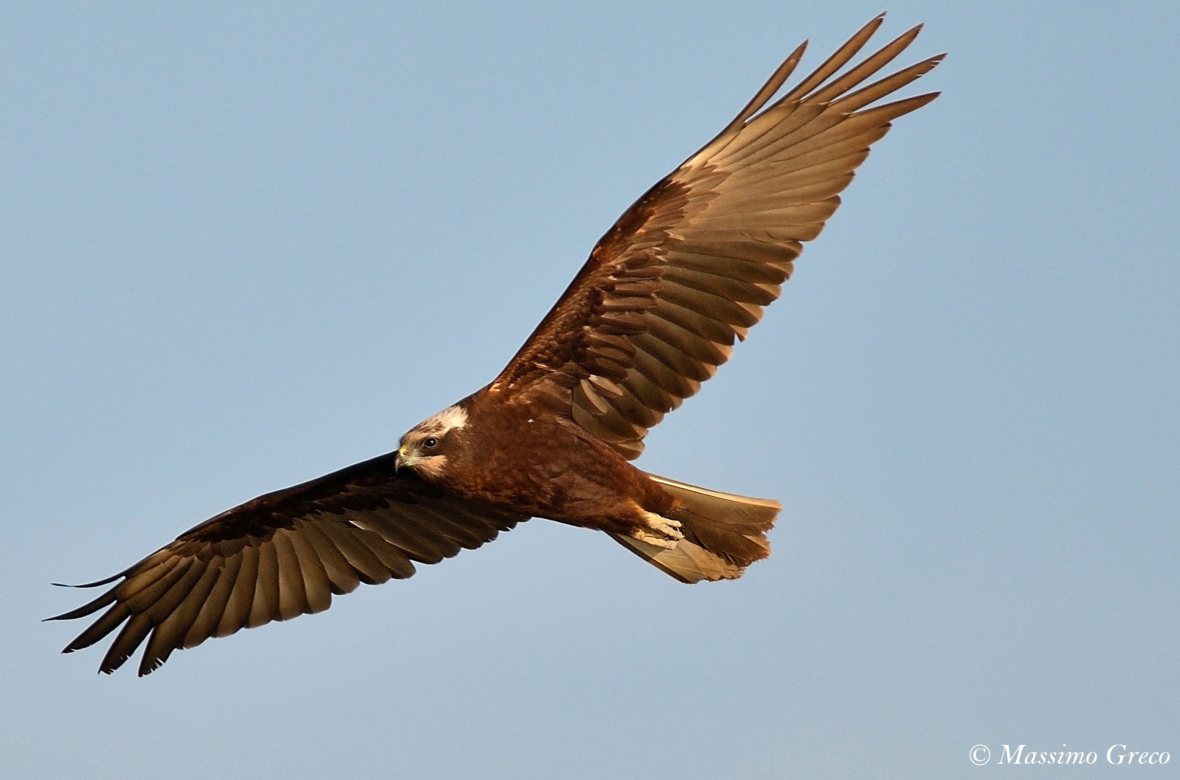 Swamp Hawk (Circus aeruginosus)