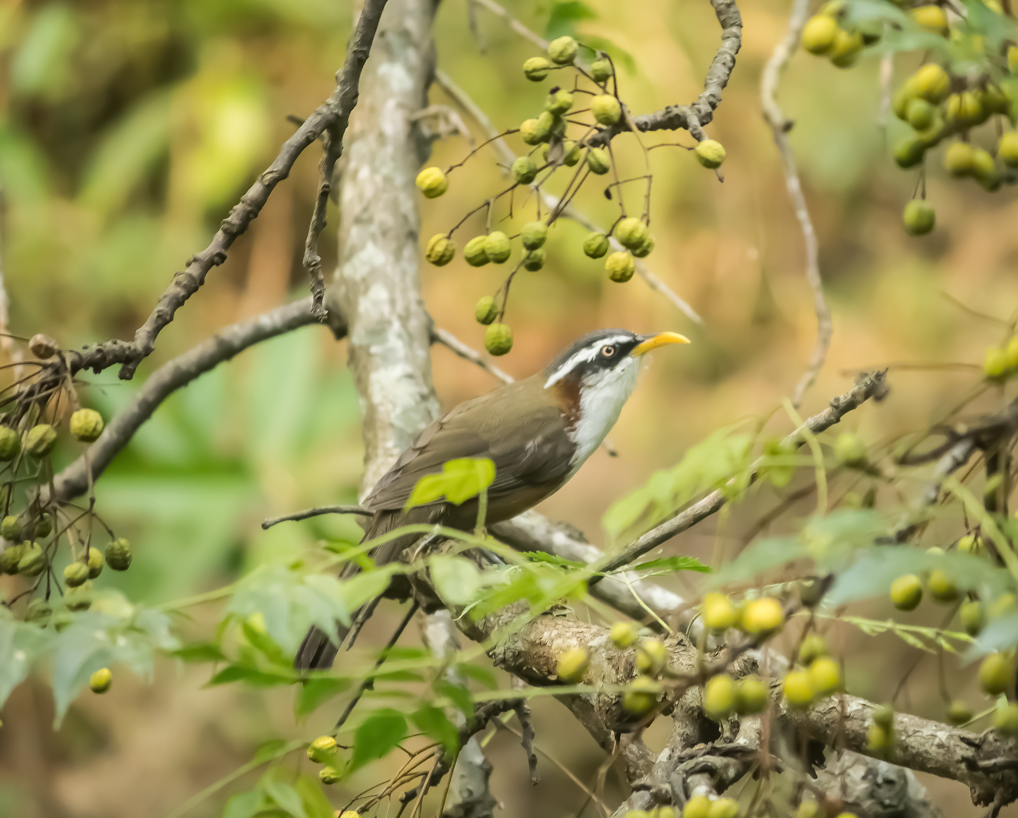 Bianco dalle sopracciglia scimitacco babbler