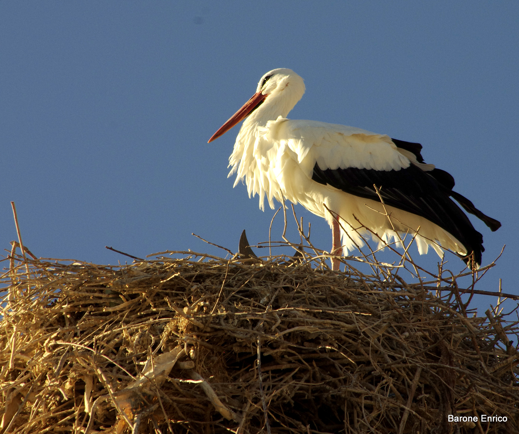 Stork on minaret