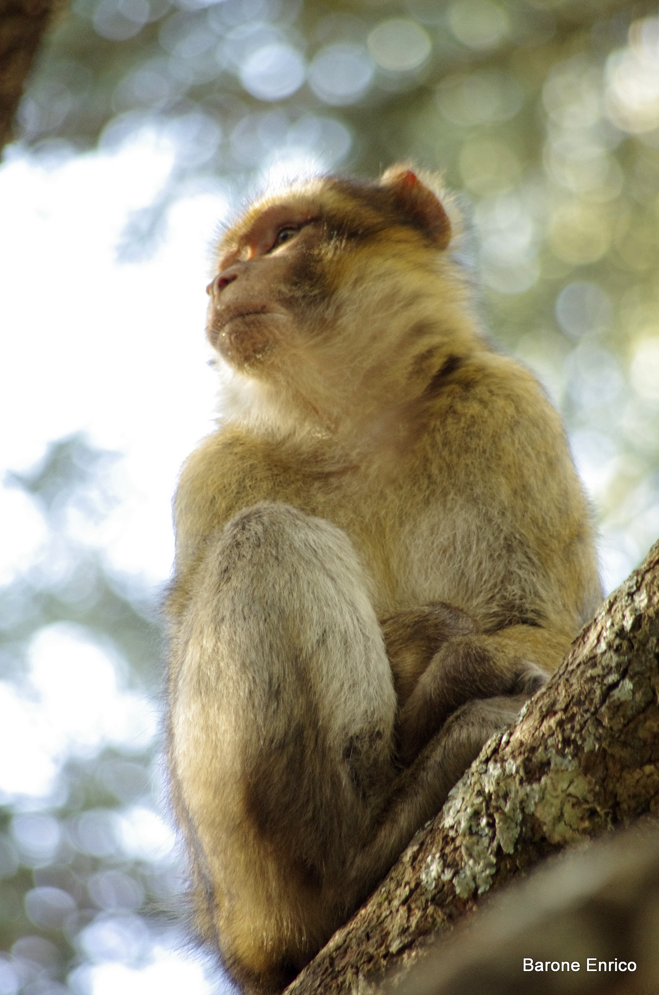 Macaca silvana