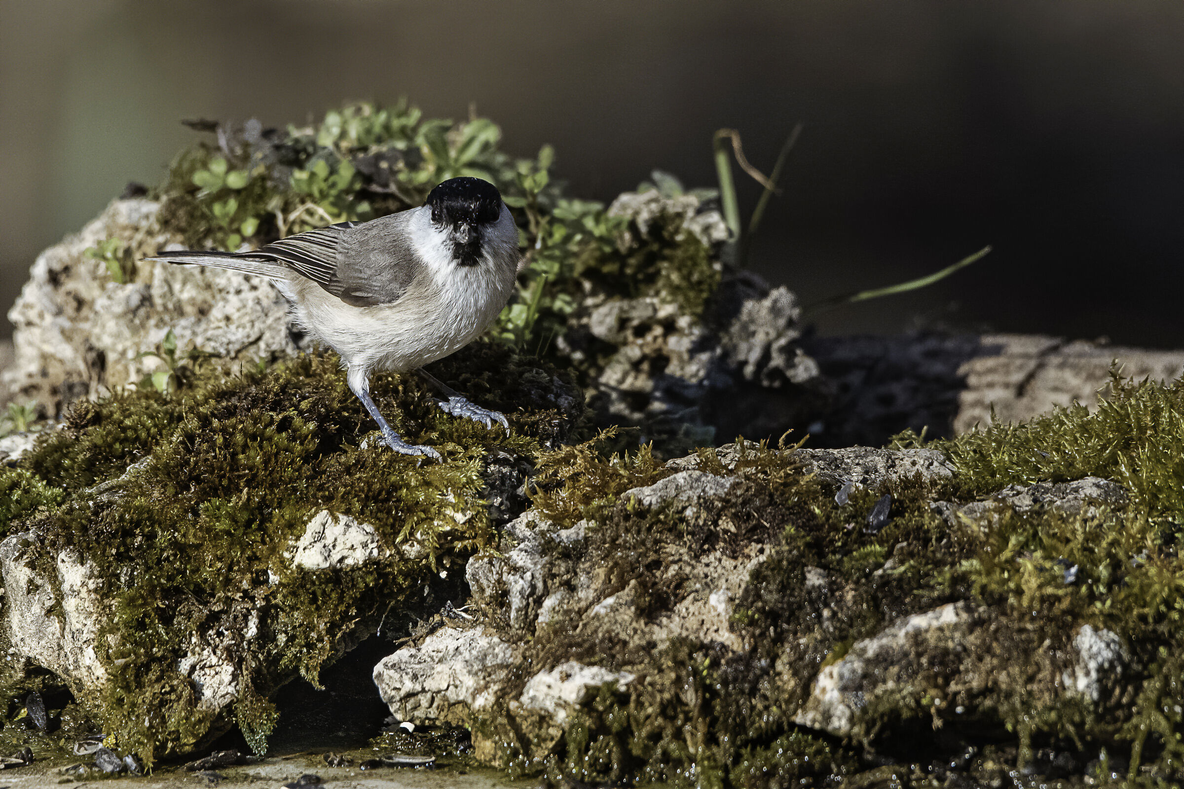 la bigia indispettita