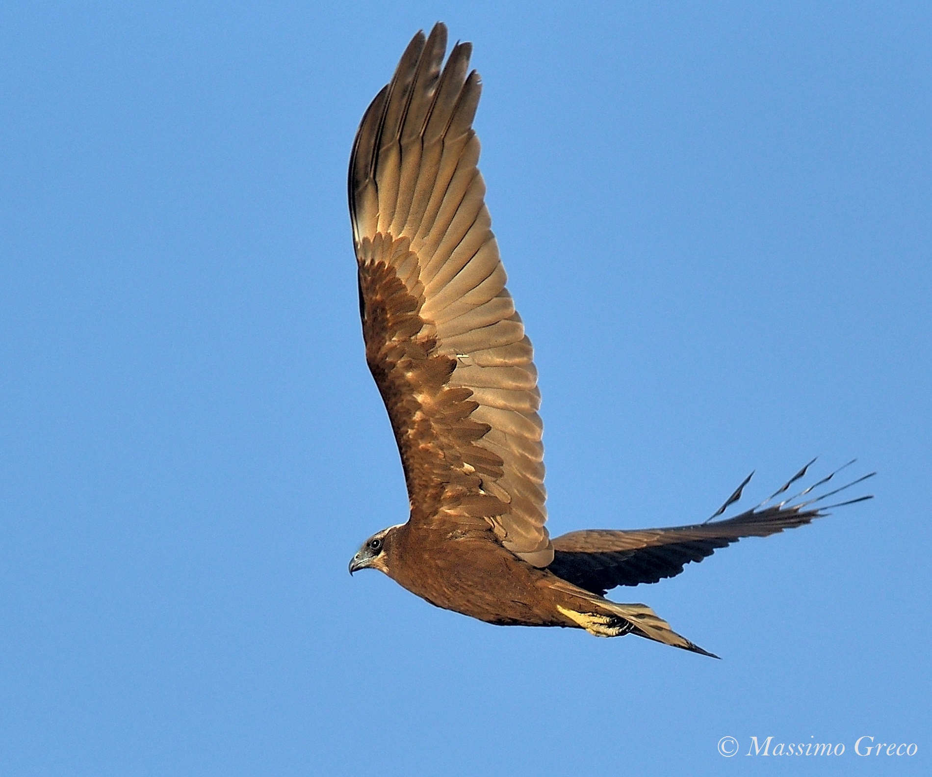 Swamp Hawk (Circus aeruginosus)