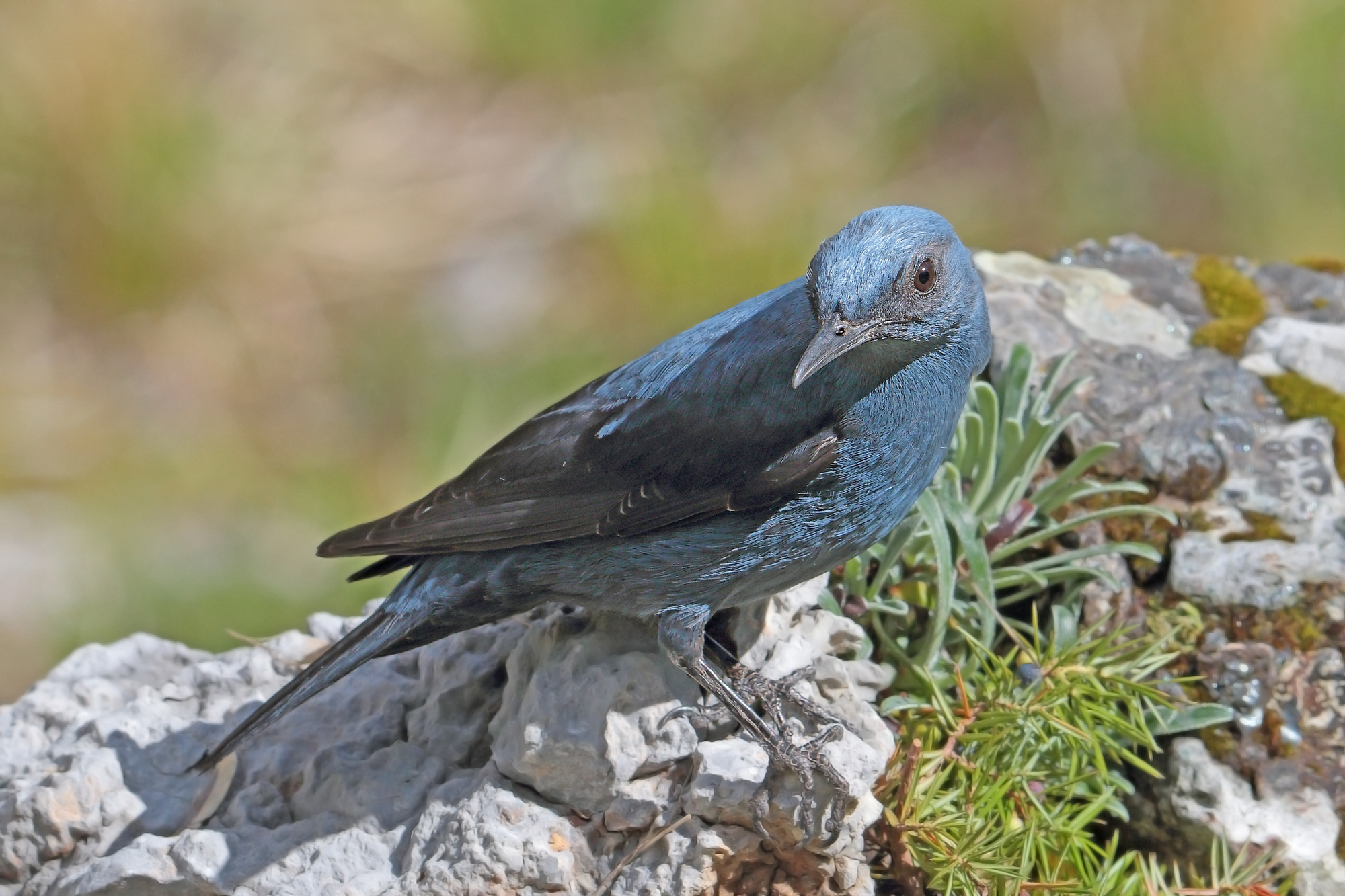 passero solitario maschio