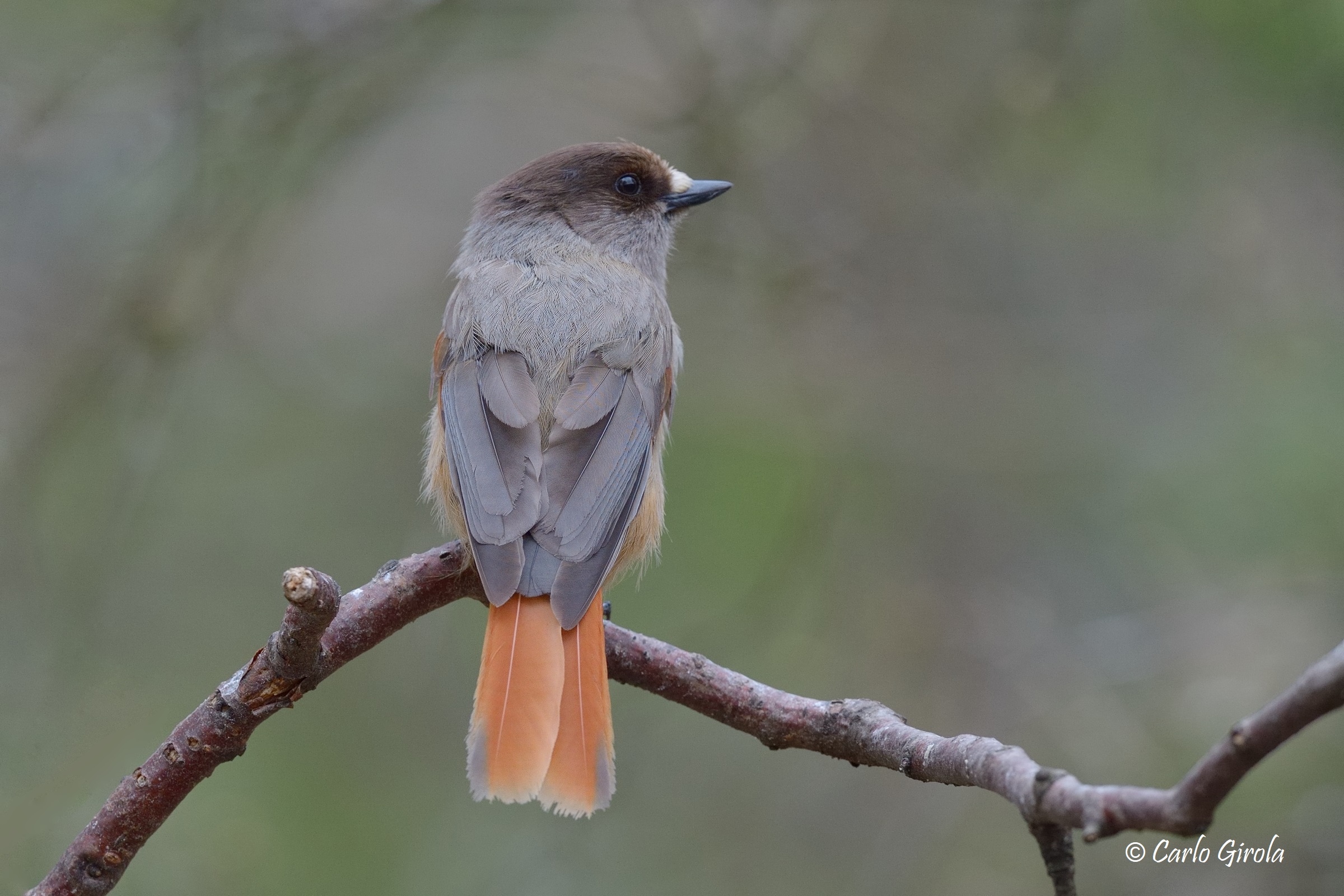 Siberian jay (Perisoreus infaustus)