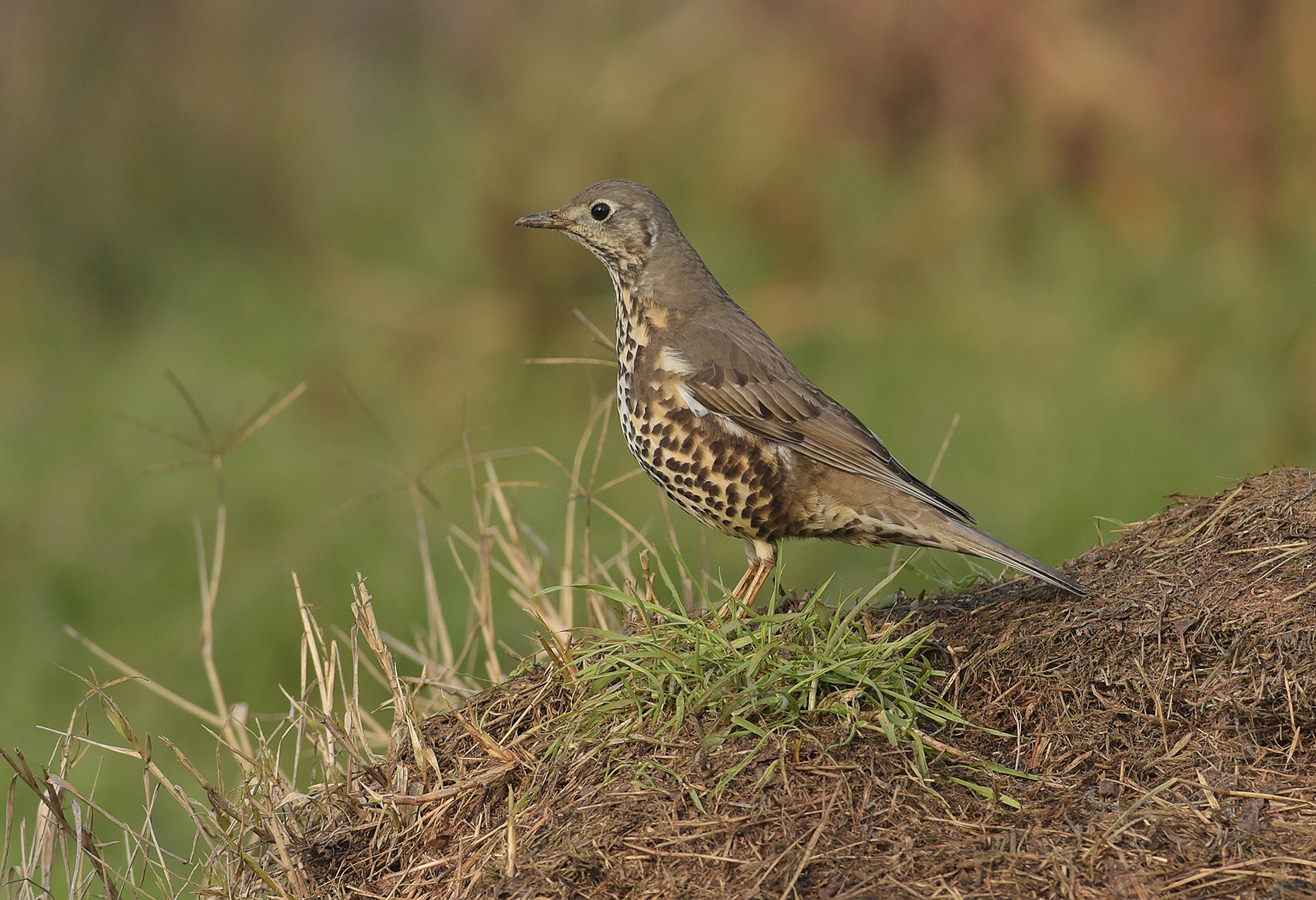 lightning in the clear sky ... the thresher