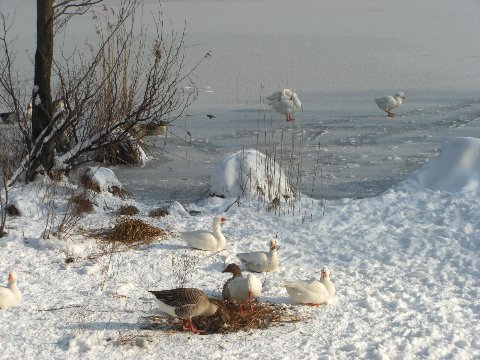 geese on the frozen lake (Segrino)