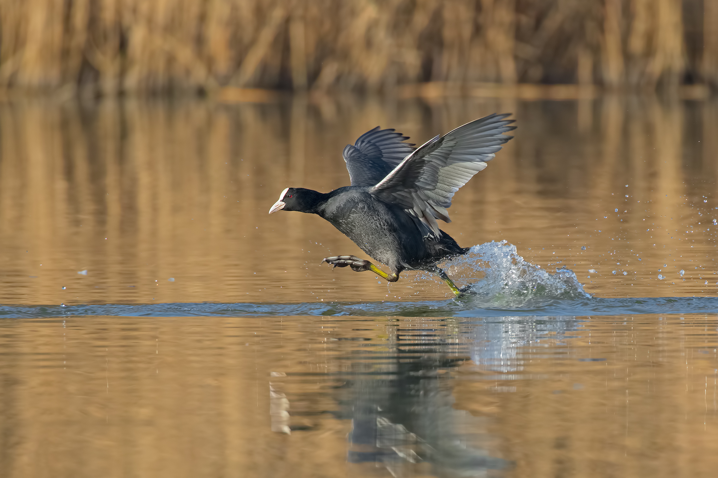 Folaga  Corsa sull'acqua