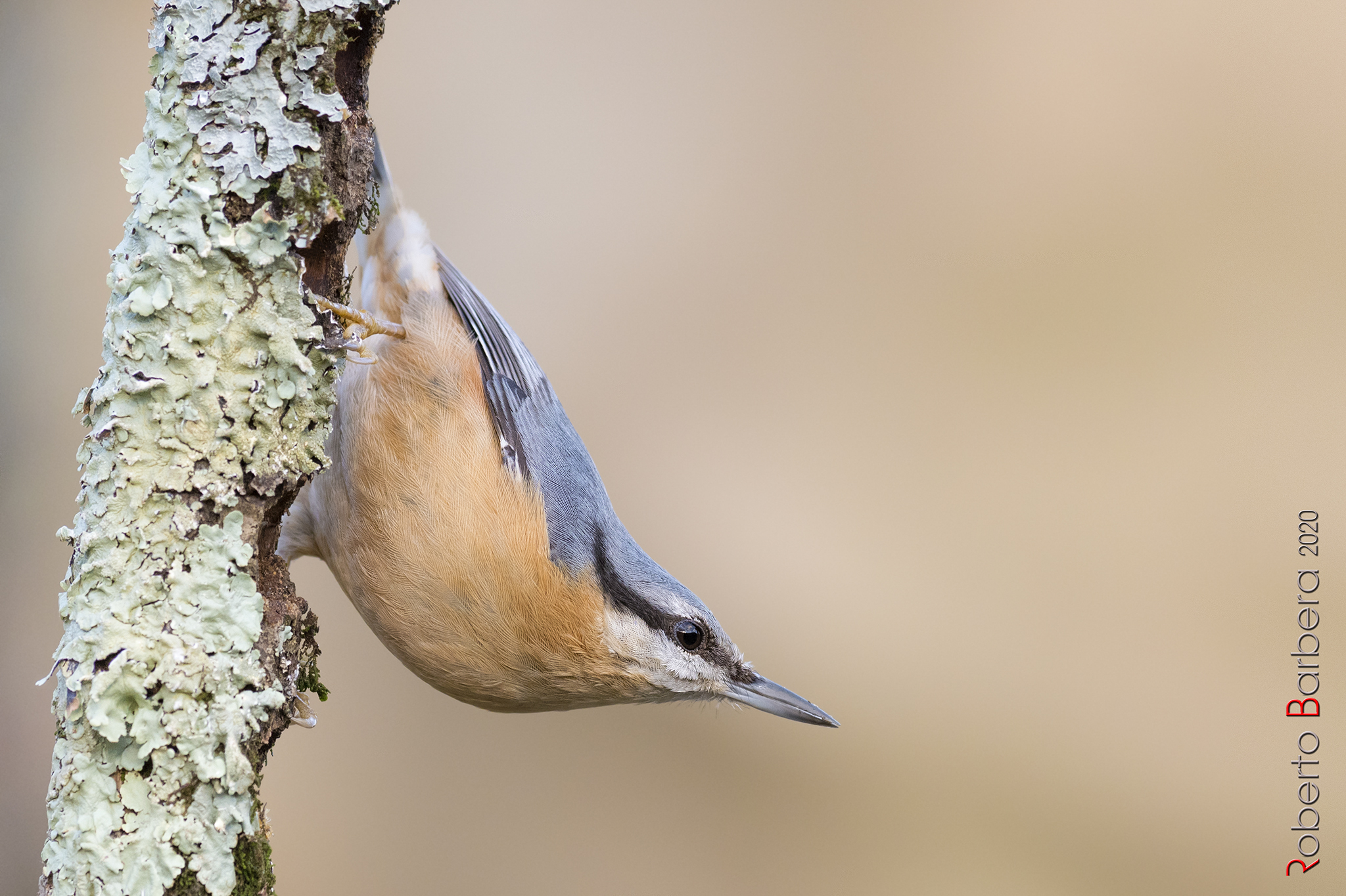 Mason woodpecker, hanging upside down.