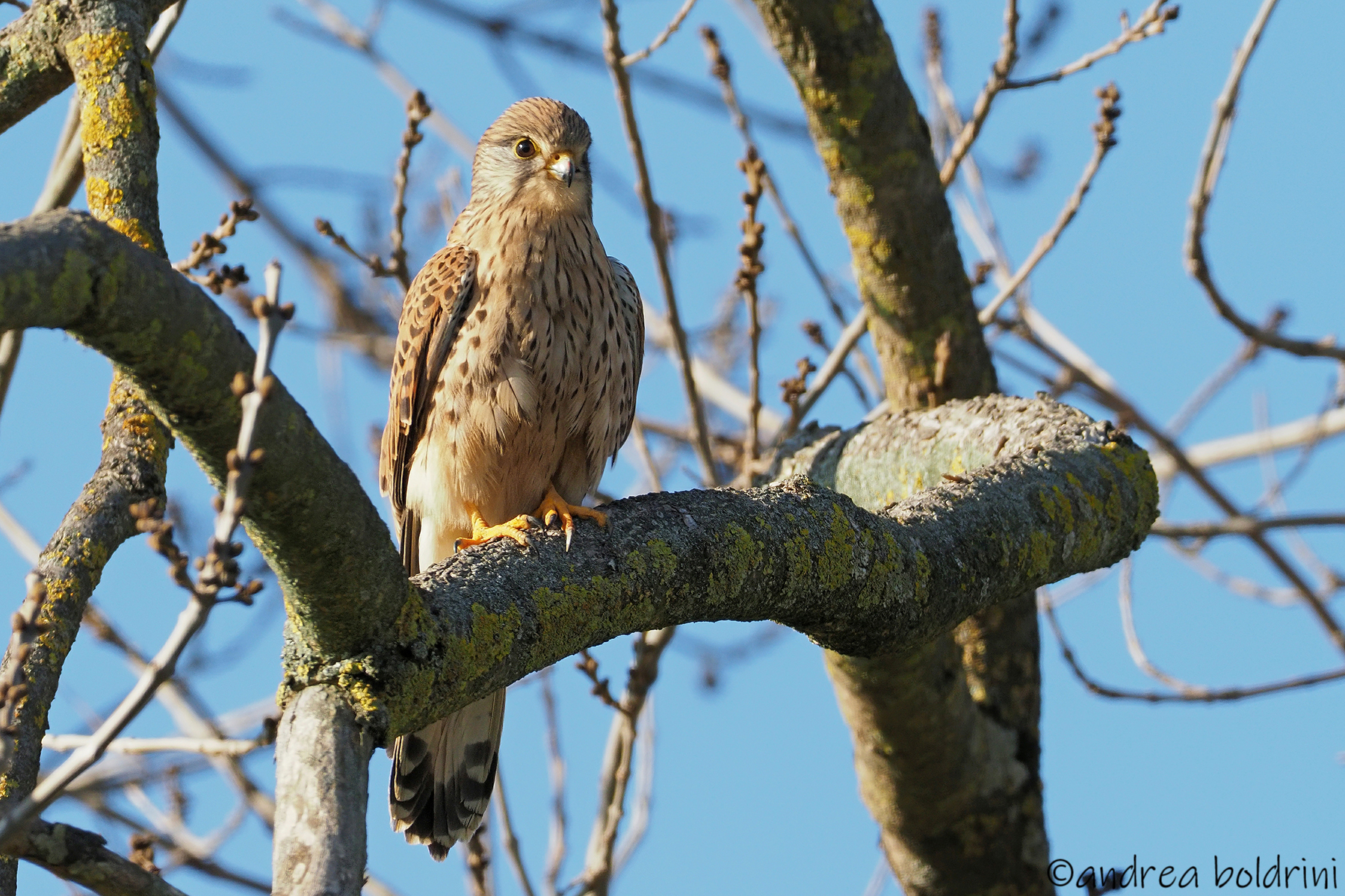 Kestrel