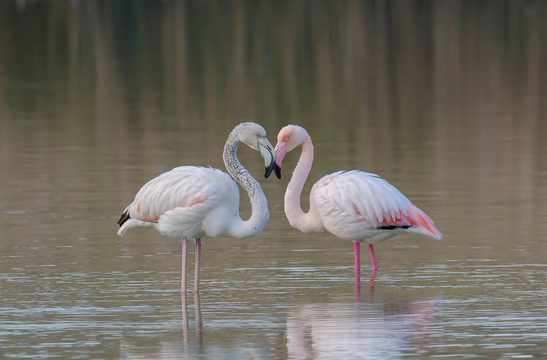 Fenicotteri rosa