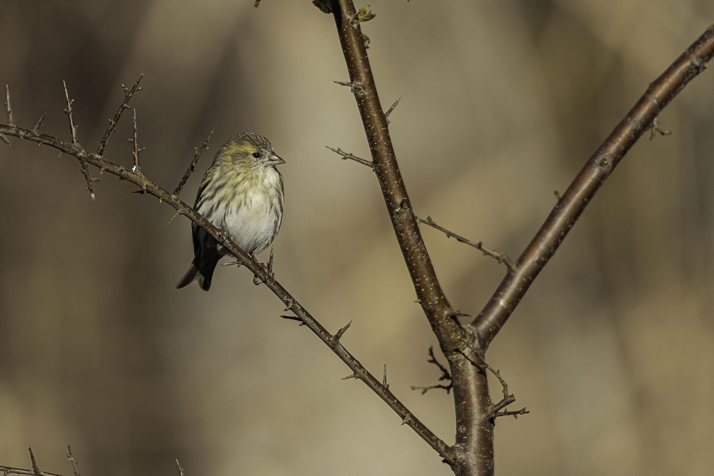 the little people of the woods