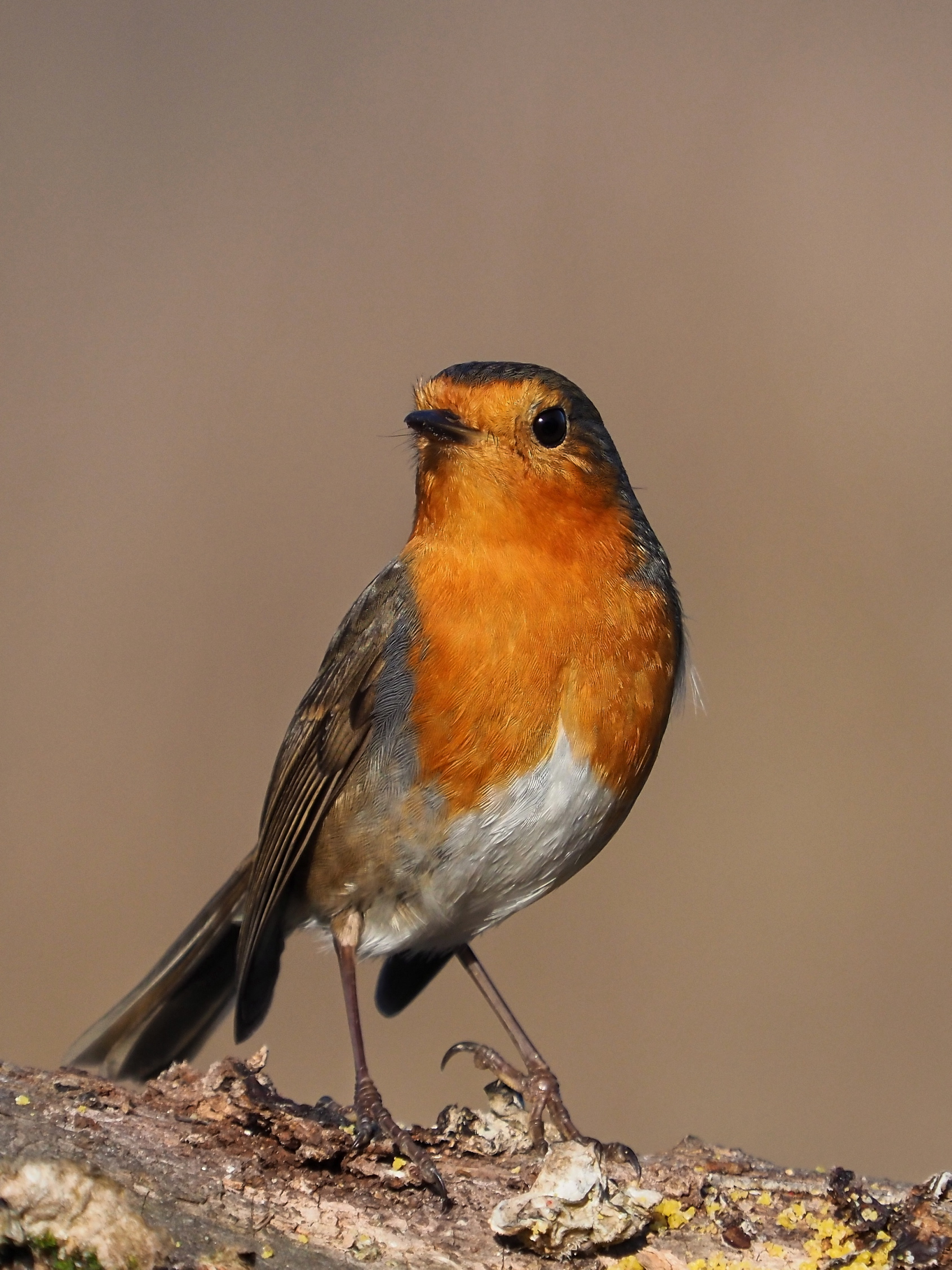 Robin posing