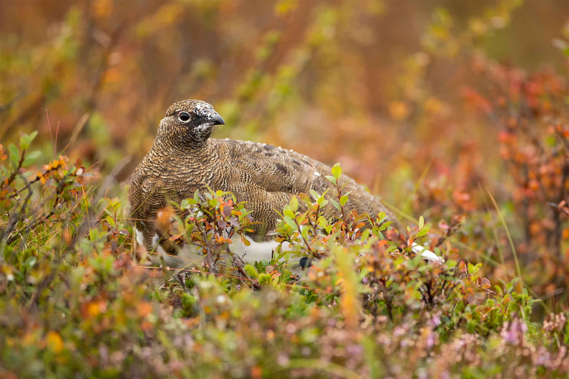 Lagopus muta (Rock ptarmigan)
