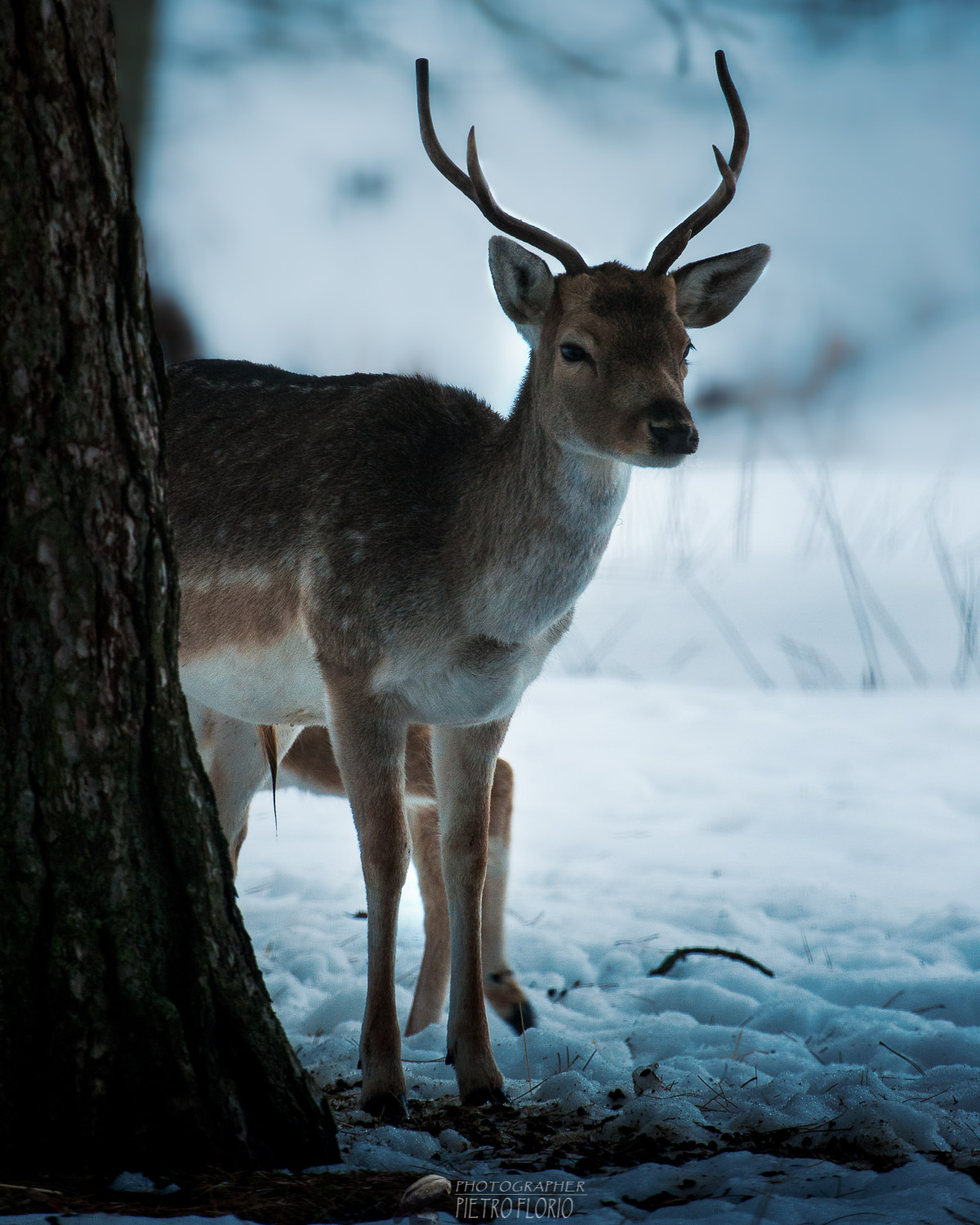 Daino sulla neve