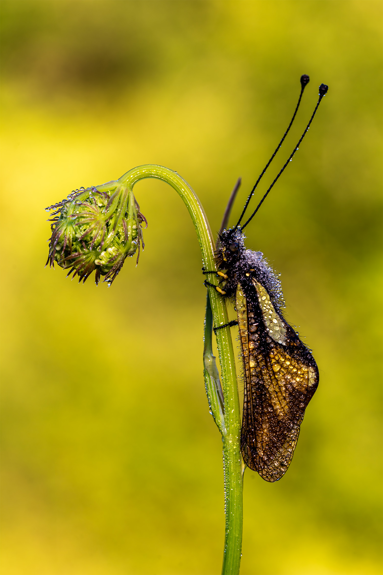 Libelloides coccajus