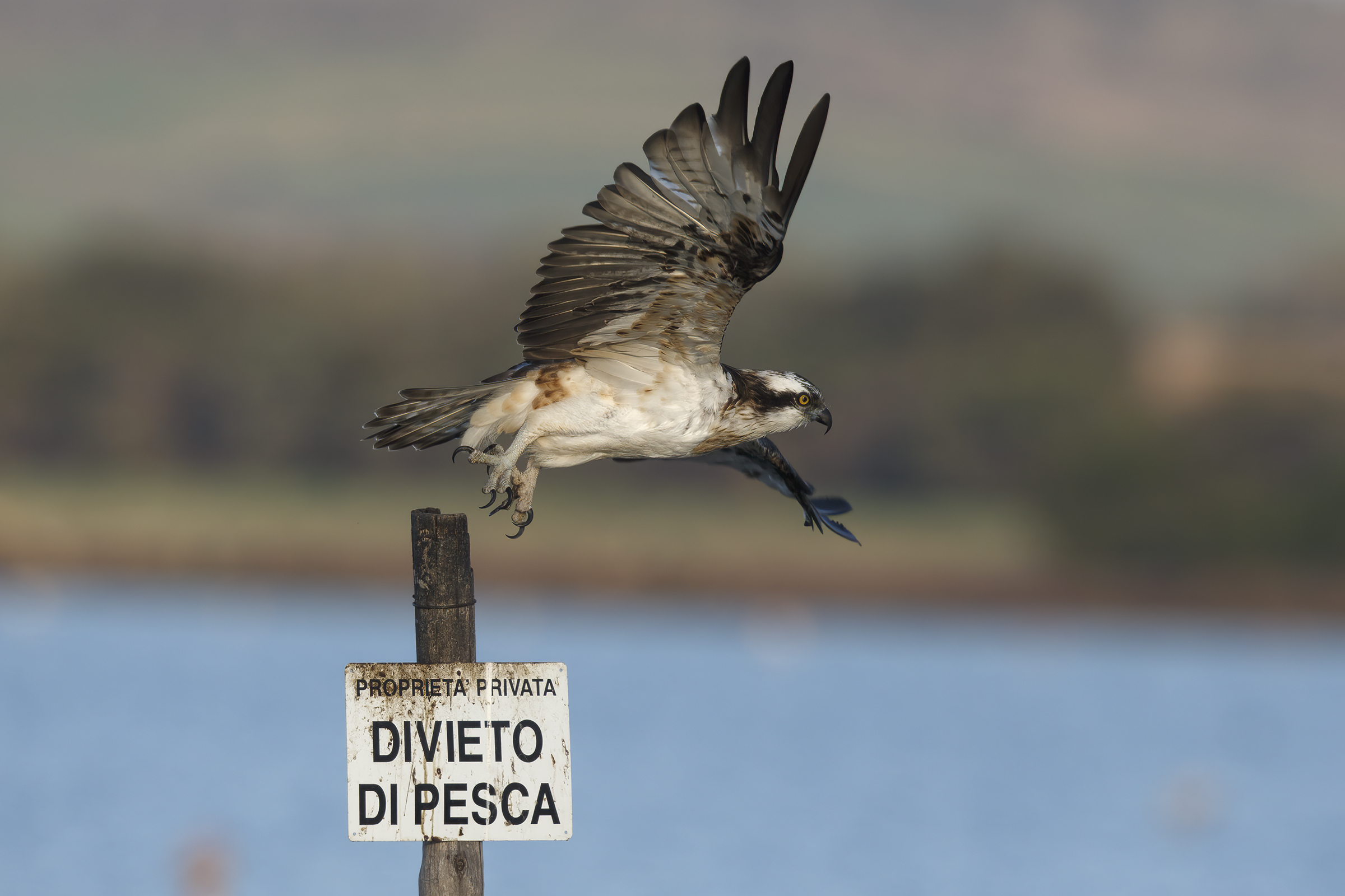 Falco pescatore femmina