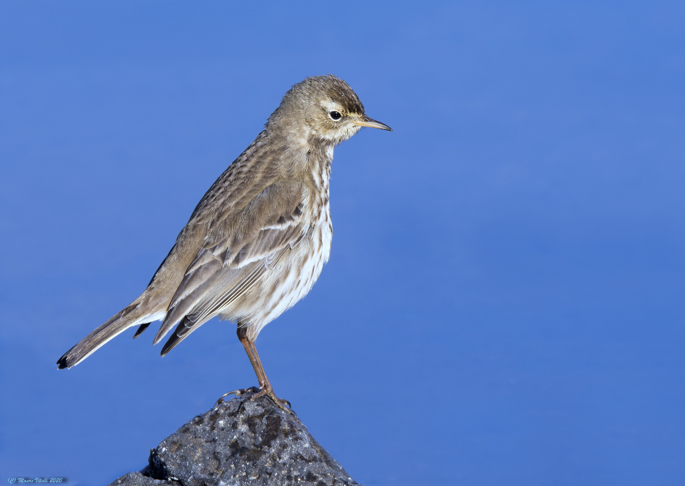 Spioncello (Anthus spinoletta)