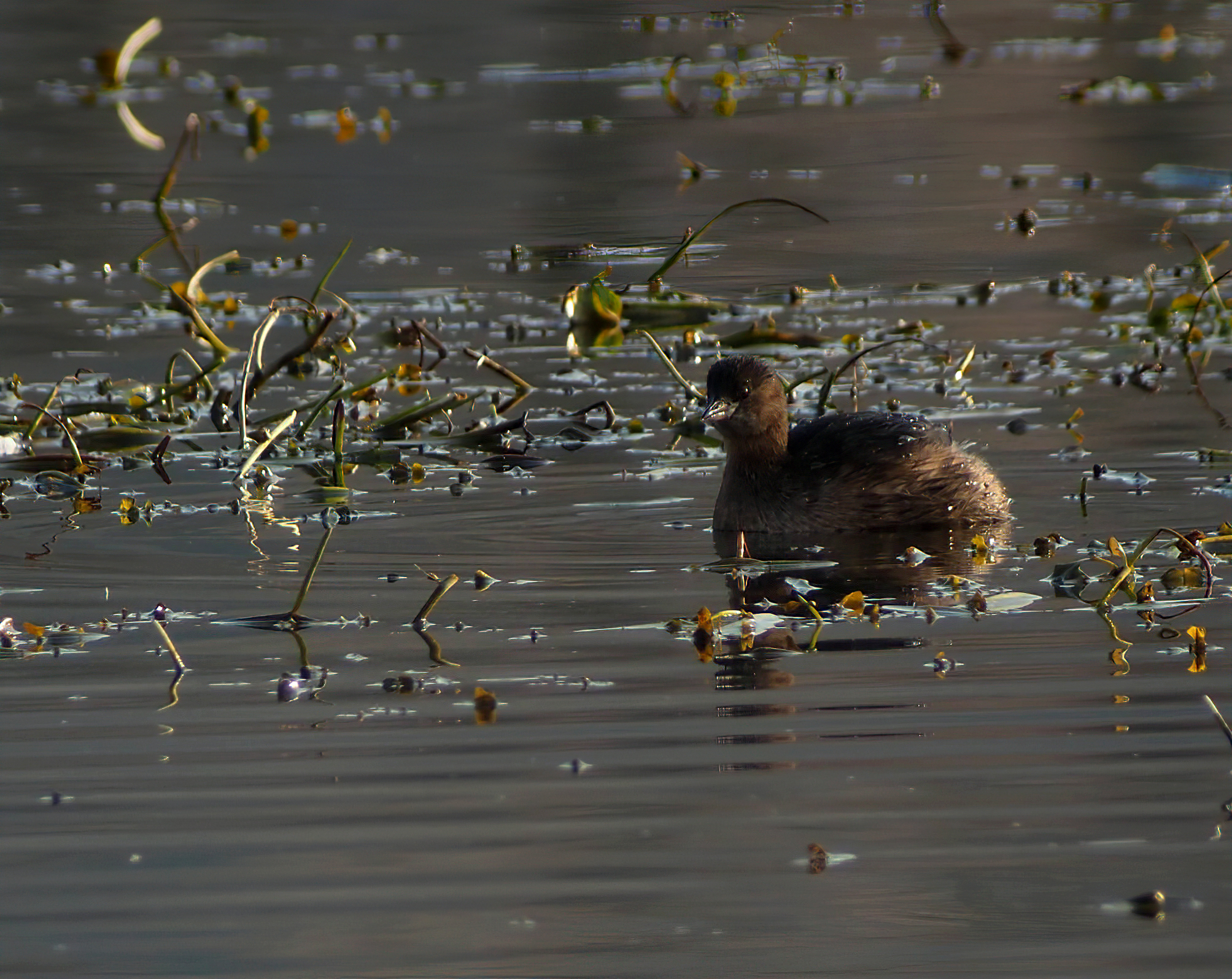 Se si chiama Tuffetto...
