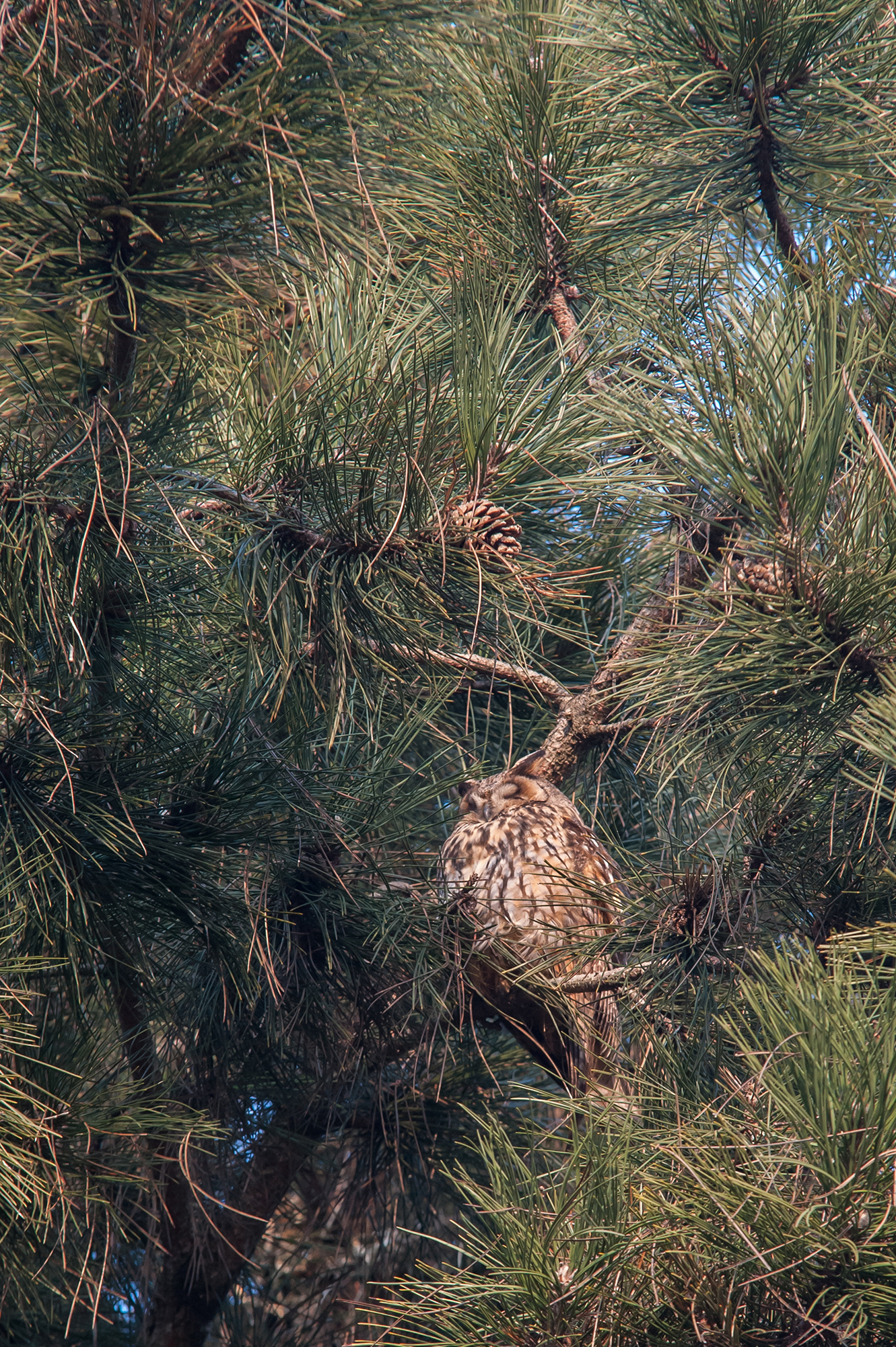 THE OWL'S REST